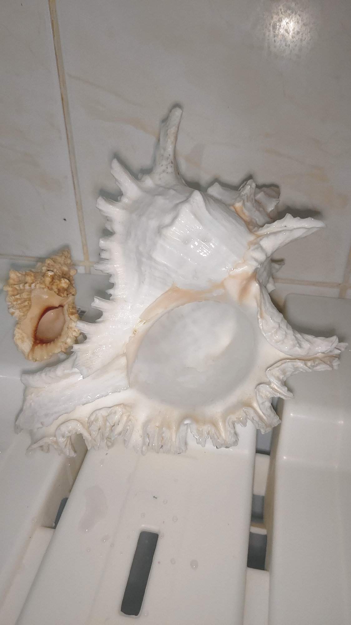 Two seashells are placed on a white, ribbed surface, possibly a shower caddy or bathtub. The larger shell is a white, ornate murex with prominent spines and a spiral interior. A smaller, tan-colored shell with a textured exterior and a lighter interior is positioned to the left of the larger shell. The background consists of beige tiled walls with visible grout lines and some water droplets. The lighting suggests an indoor environment. The image's content does not provide any information about the city of Krasnoyarsk, Russia.