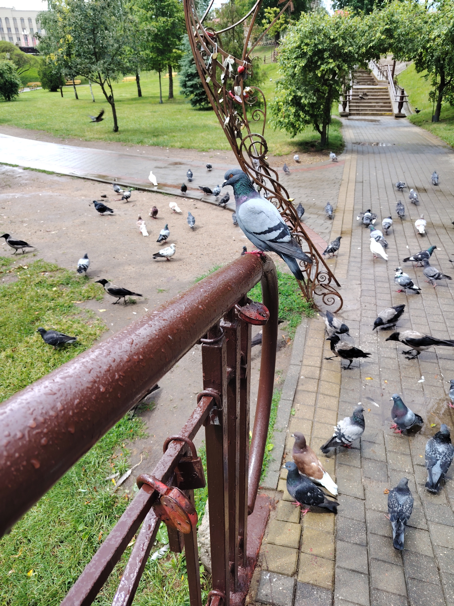 The image depicts a park scene, likely in Hrodna, Belarus, characterized by a paved walkway and a grassy area. Several pigeons are scattered across the walkway and surrounding ground. In the foreground, a weathered, reddish-brown metal railing with visible water droplets runs horizontally across the frame. Two rusty padlocks are attached to the railing. A large pigeon with gray and iridescent plumage is perched on the railing, facing left. Behind the railing, the park features a path, trees, and a set of stairs leading uphill. The overall atmosphere suggests an overcast or recently rained-on day.