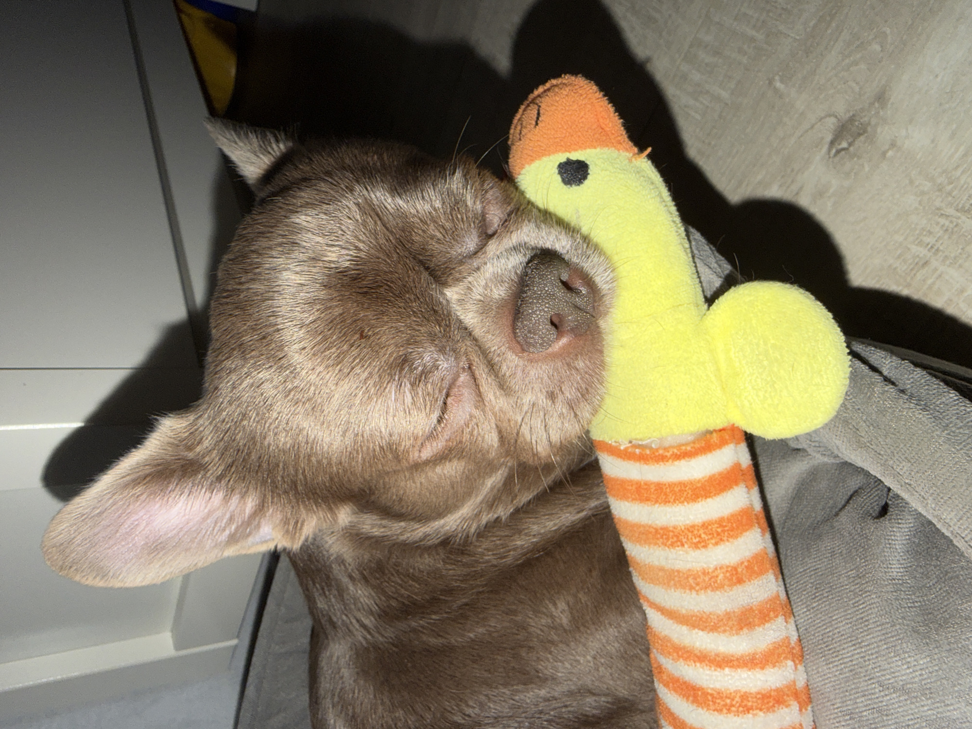 A brown chihuahua is asleep, cuddling with a yellow and orange striped plush toy. The dog's eyes are closed, and its nose is pressed against the toy. The scene is indoors and the location in the city of Votkinsk, Russia is unknown.