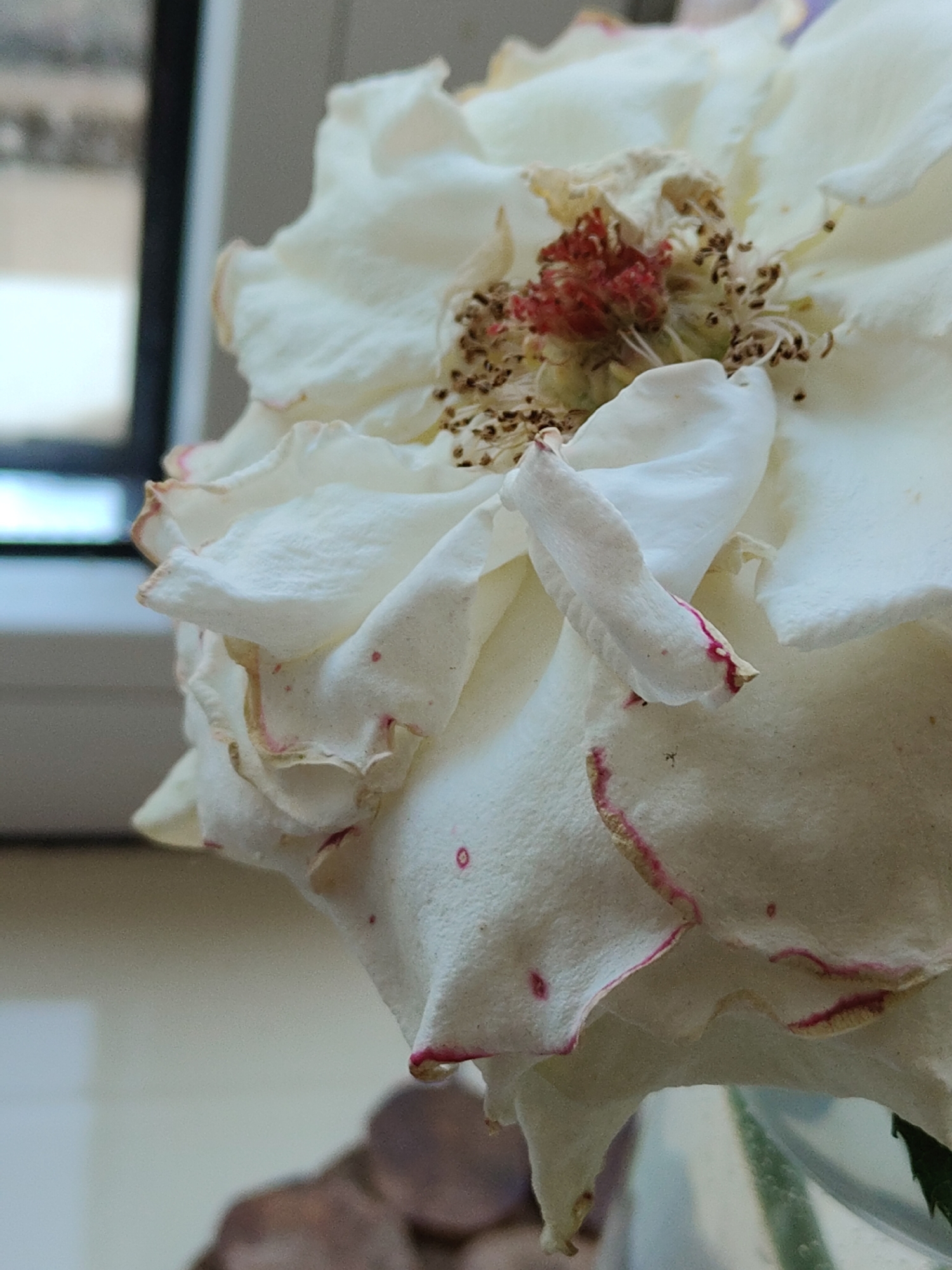 The image is a close-up, eye-level photograph of a wilting white rose. The rose is predominantly white with some reddish-brown spots and pinkish-red edges on its petals. The center of the rose appears dry and contains numerous small, dark seed-like structures. The background is blurred, showing hints of a window with light coming through, and what appears to be a windowsill and some objects below. The photograph was taken indoors. The location of this image is not discernible from the visual information provided in the photograph.