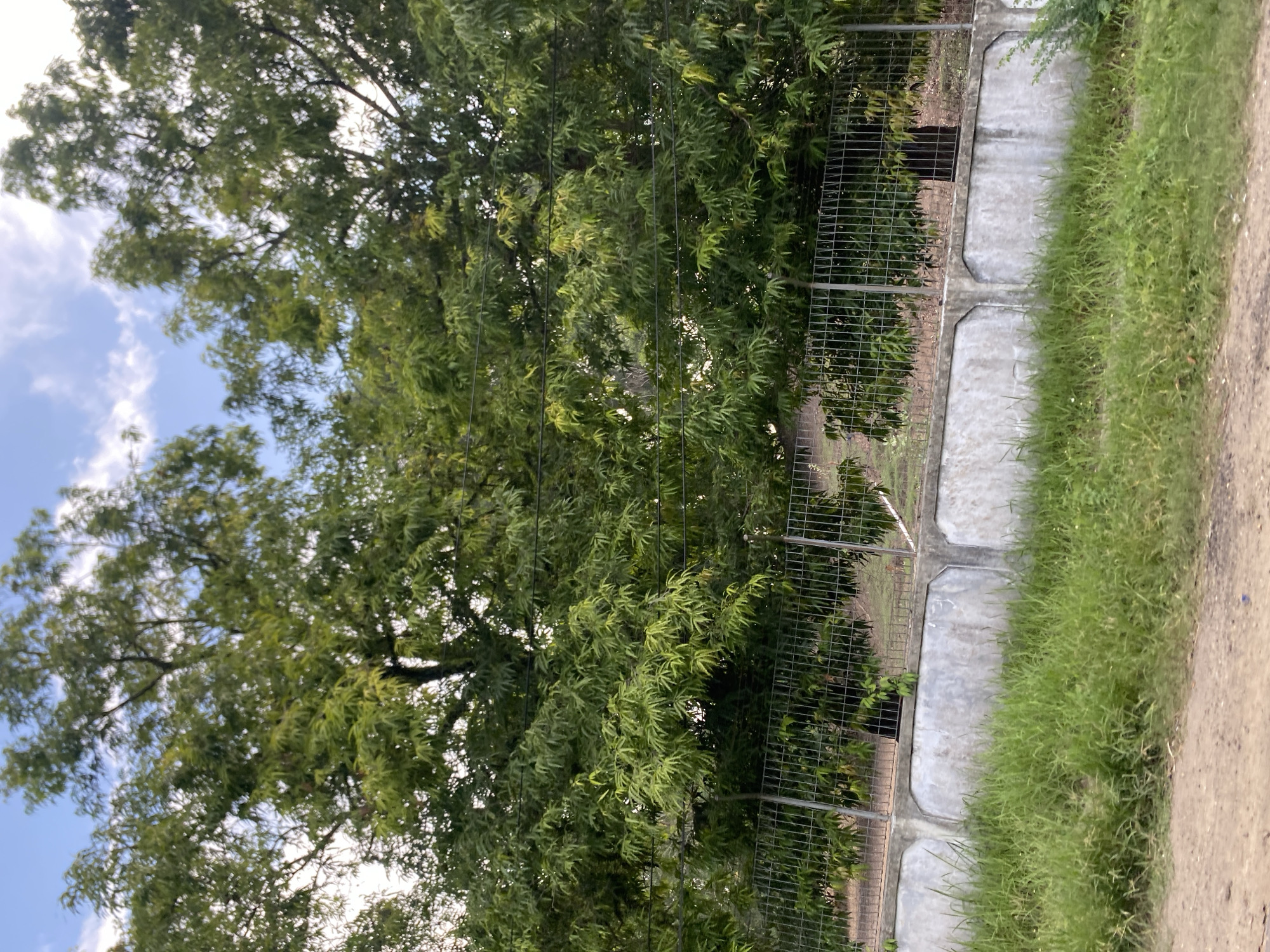 The image shows a row of large trees with dense green foliage, some of which are illuminated by sunlight. A metal fence runs horizontally across the midground, behind which are more trees and a gentle slope. In the foreground, a weathered concrete wall with a rough texture is visible, topped by a layer of wire mesh. Tall green grass grows in front of the wall and on the slope behind it. The sky above is partly cloudy. The scene appears to be a roadside or a perimeter of a property, possibly in Lhokseumawe, Indonesia, given the vegetation and general atmosphere.