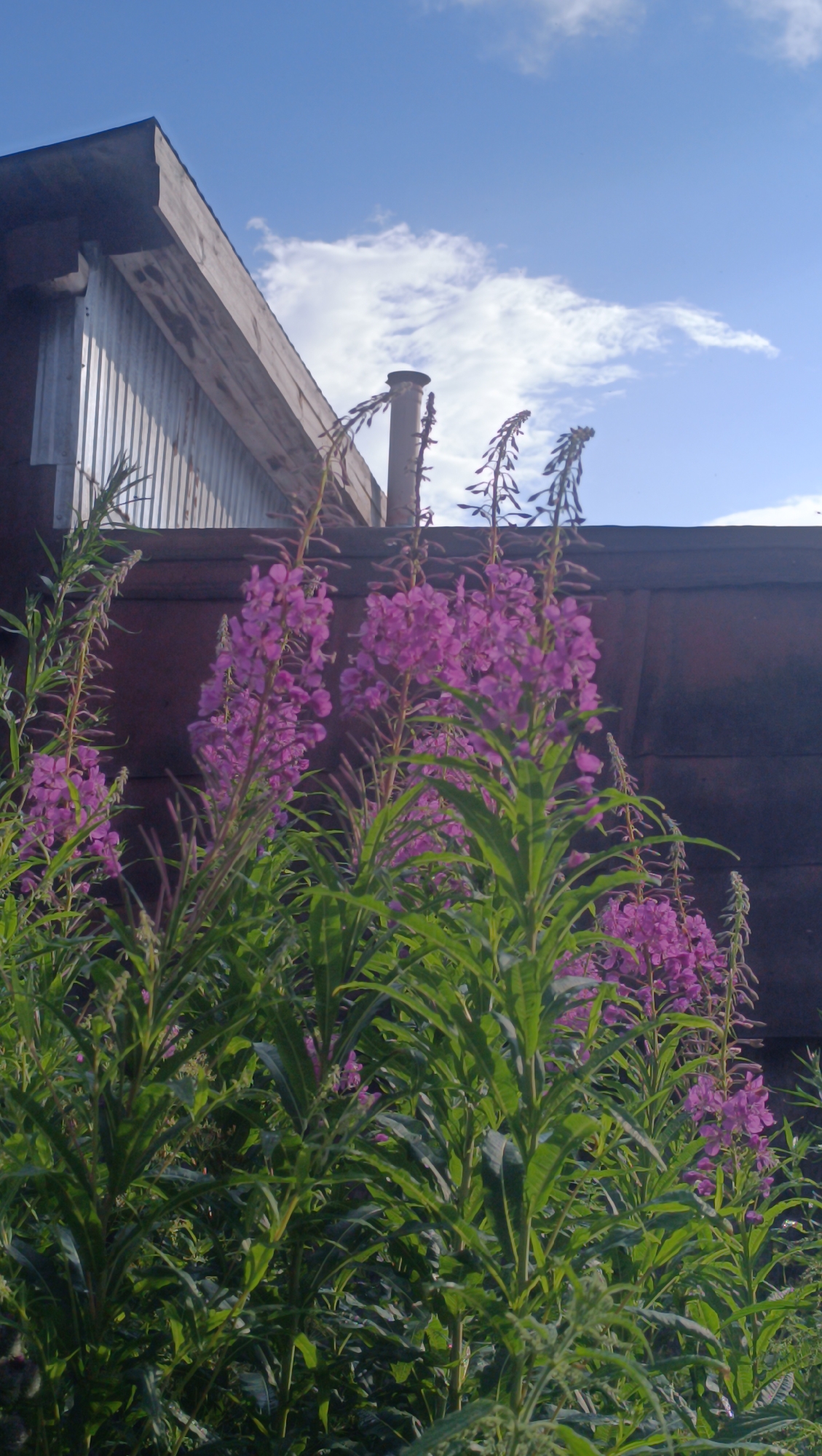 The image depicts a close-up view of flowering plants in front of a building, set against a bright blue sky with scattered white clouds. The plants, which appear to be fireweed, have tall stalks with numerous small, vibrant pink-purple flowers and abundant green leaves. Behind the flowers, a section of a dark red building is visible, with a wooden overhang and a corrugated metal section. A cylindrical chimney protrudes from the roofline of the building. The scene suggests an outdoor setting, possibly a yard or garden area associated with the structure. There are no people or animals visible in the image. The lighting indicates it is daytime, with the sun casting a gentle illumination. The location is identified as Karsha, Russia.