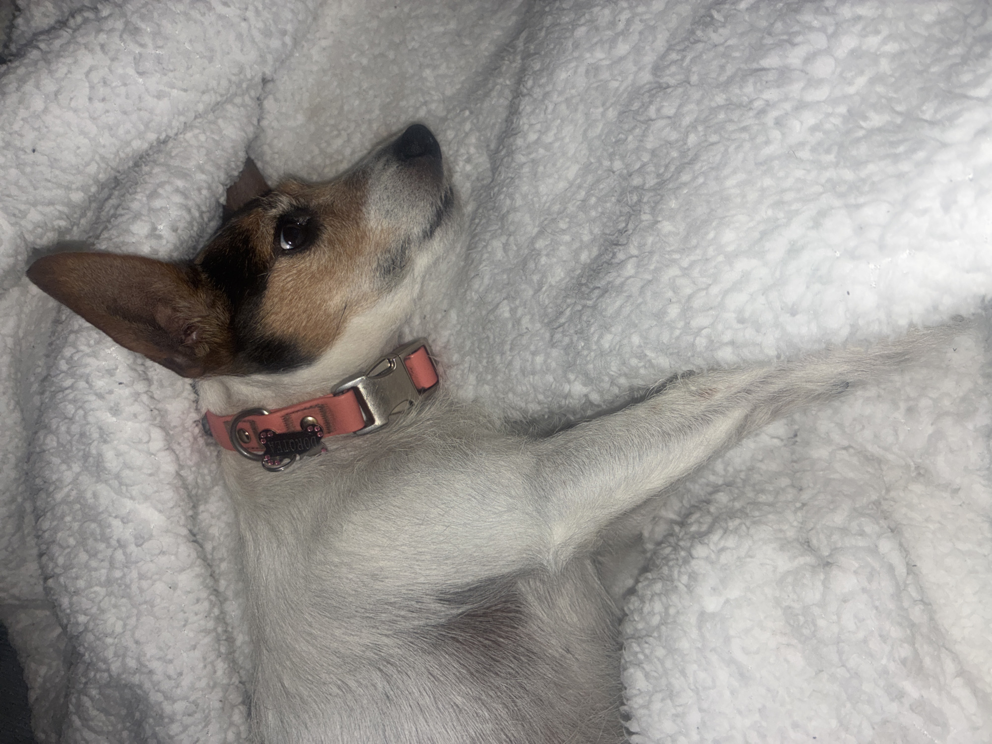 A Jack Russell Terrier is lying down on a fluffy white blanket. The dog has a white coat with brown and black markings on its head. It is wearing a pink collar with a silver buckle and a bone-shaped tag that reads "DOROTEA". The dog is looking to the right of the frame with its head slightly turned. The lighting is dim, casting shadows on the blanket and the dog. The image appears to be taken indoors, possibly in a home in Huixquilucan de Degollado, Mexico.