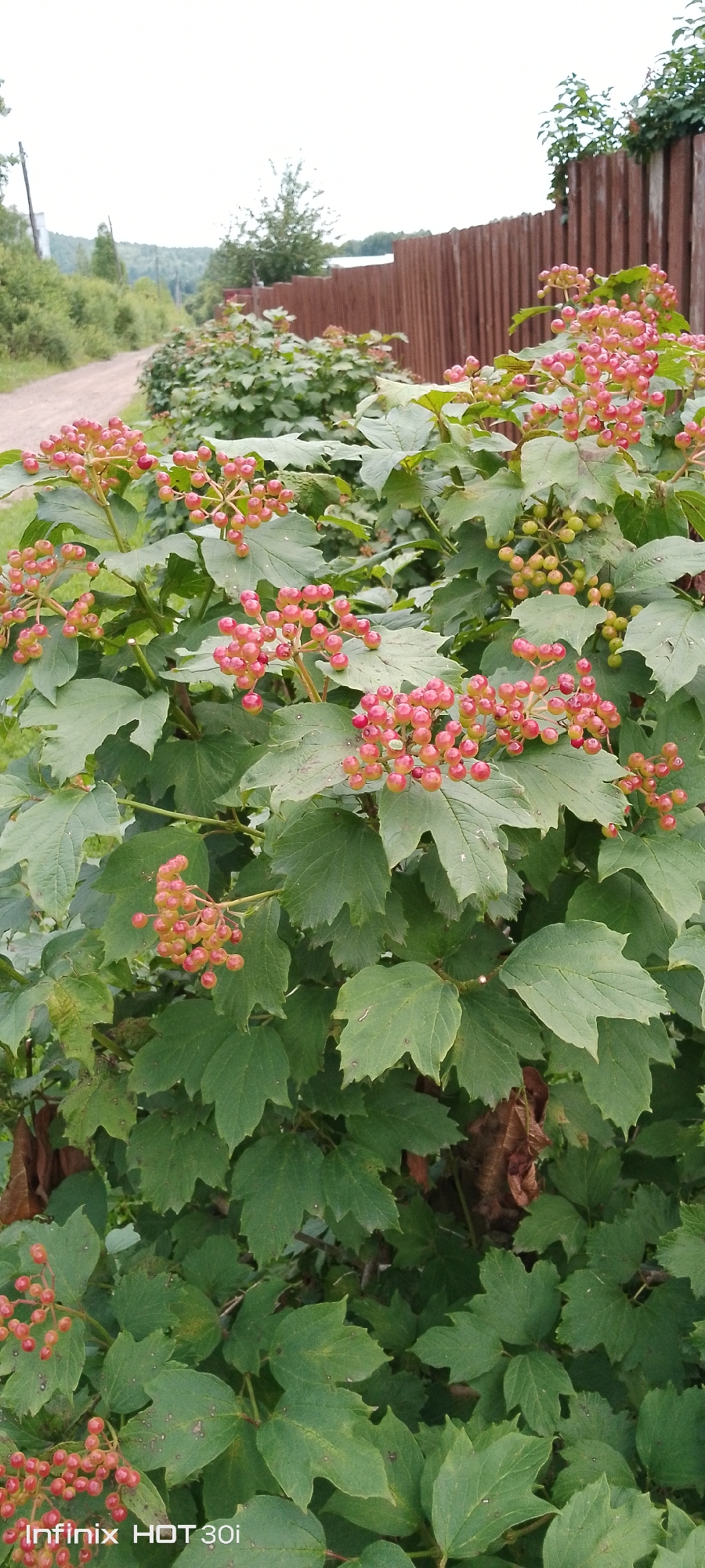 The image shows a close-up view of a viburnum bush with clusters of red berries and green leaves. In the background, there is a wooden fence, a dirt road, and trees. The scene appears to be outdoors, possibly in a rural or suburban setting. The lighting suggests it is daytime, with an overcast sky. There are no people or animals visible in the image. The "Infinix HOT 30i" watermark is present in the bottom left corner, indicating the device used to capture the photograph.