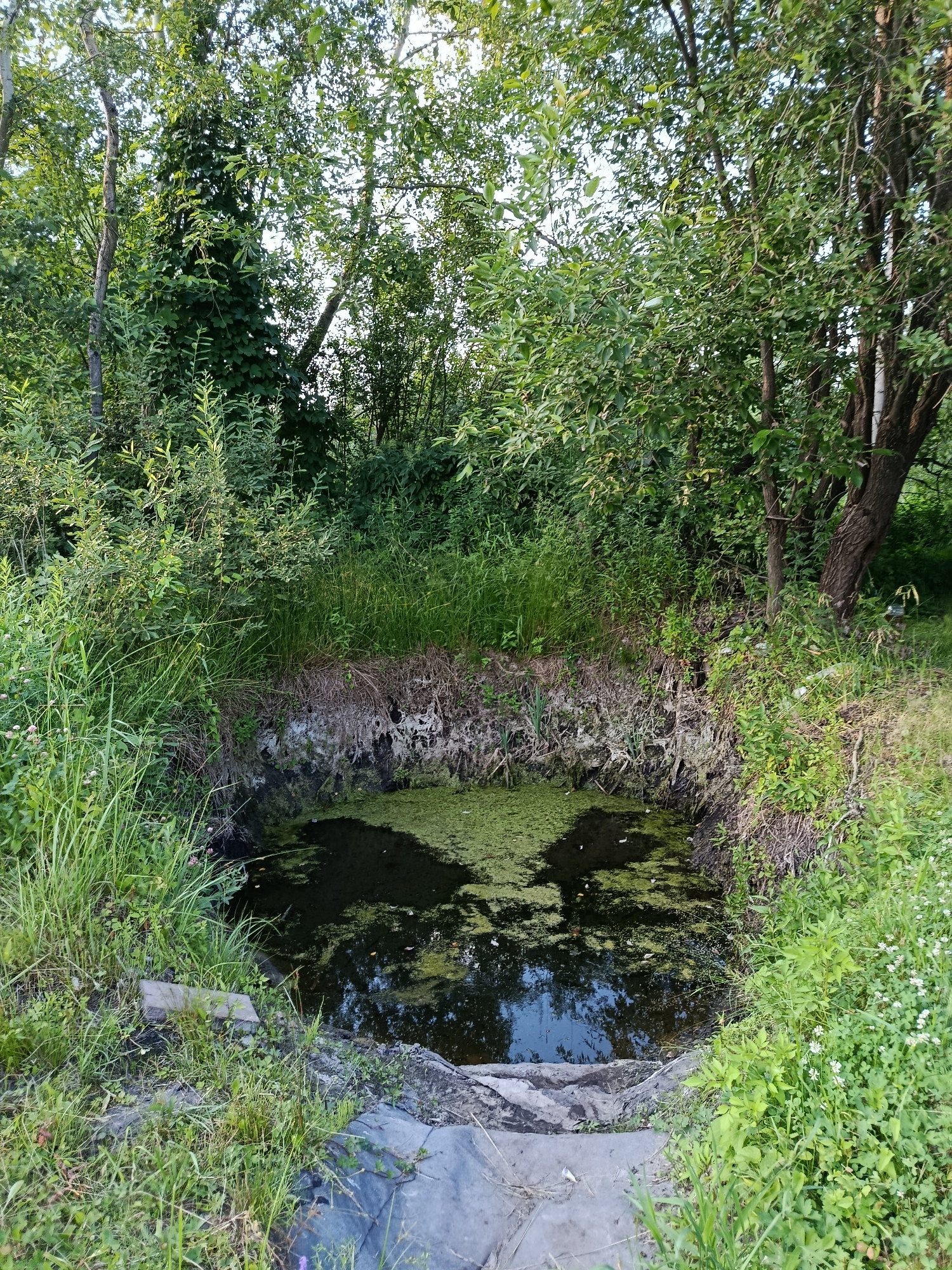 The image depicts a small, dark pool of water overgrown with green algae and duckweed, situated in a natural outdoor setting. The pool is surrounded by dense green vegetation, including tall grasses, leafy bushes, and trees with full canopies, suggesting a lush and possibly damp environment. The time of day appears to be either early morning or late afternoon, given the soft, diffused sunlight filtering through the leaves. The weather seems to be calm and possibly warm, as indicated by the vibrant greenery.
The foreground shows a rough, uneven ground with large grey rocks and some scattered wooden planks, hinting at a somewhat untamed or natural path leading to the water's edge. The water itself is murky, reflecting the surrounding foliage and the sky. The banks of the pool are lined with dry, fibrous material and exposed earth, with some evidence of decay or erosion.
The overall scene evokes a sense of quiet solitude and the wildness of nature. There are no people or animals visible in the image, and no discernible text. The location, specified as Верея, Russia, reinforces the impression of a rural or natural landscape found in that region. The image is a still shot, with no action taking place, and conveys a peaceful, perhaps slightly melancholic, atmosphere due to the stagnant water and surrounding overgrowth.