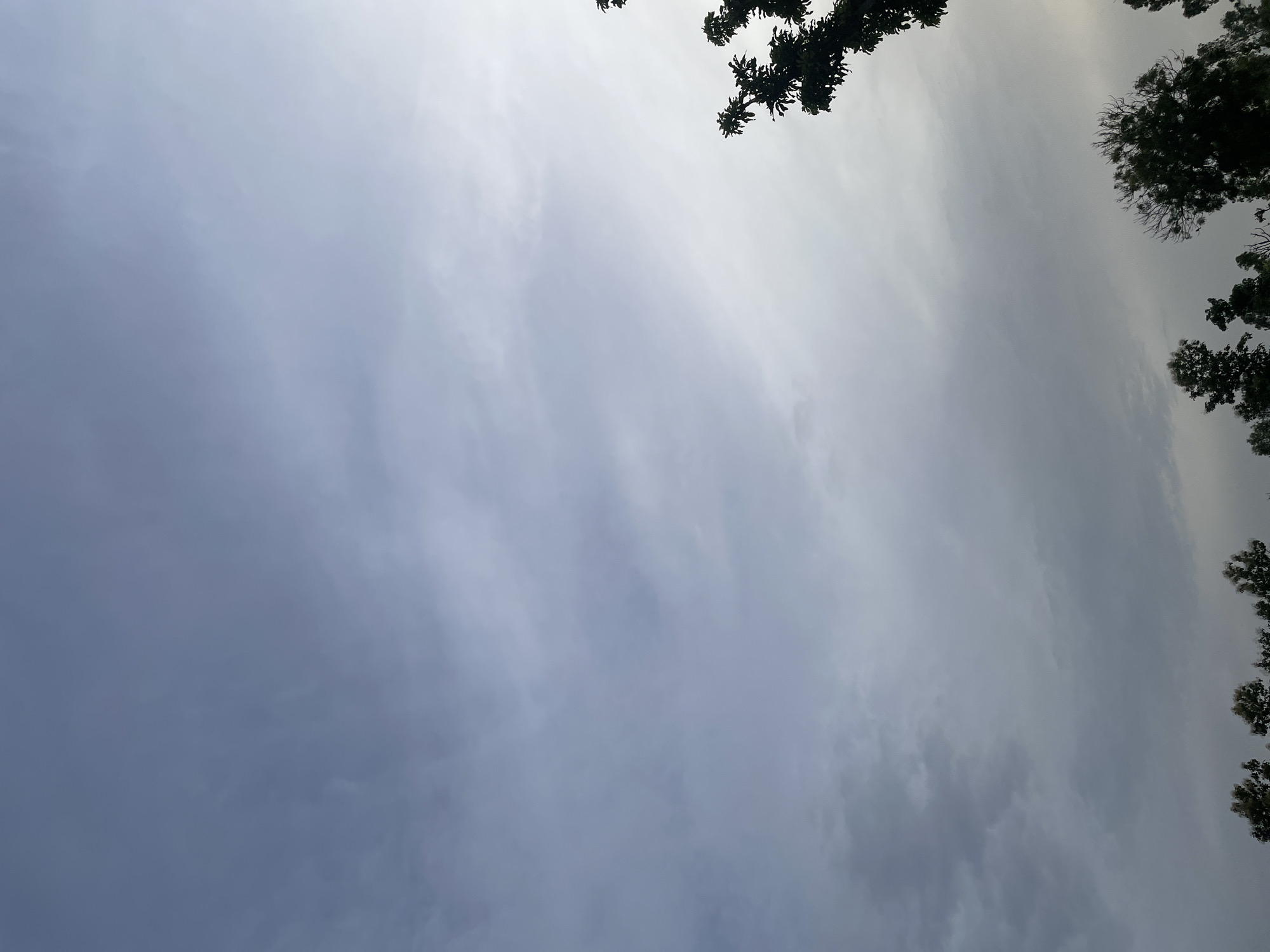 The image depicts a cloudy sky above a line of trees. The sky is predominantly gray with some lighter patches, suggesting it is daytime. In the lower right corner, the silhouette of tree branches and leaves is visible against the sky. Along the bottom edge of the image, the tops of several trees can be seen, some with foliage and others appearing bare. The scene appears to be an outdoor environment, possibly a park or a rural area. The location in Jauro Yinu, Nigeria is inferred from the prompt, but there are no specific visual cues within the image to confirm this location. There are no people, animals, or specific landmarks visible in the image.