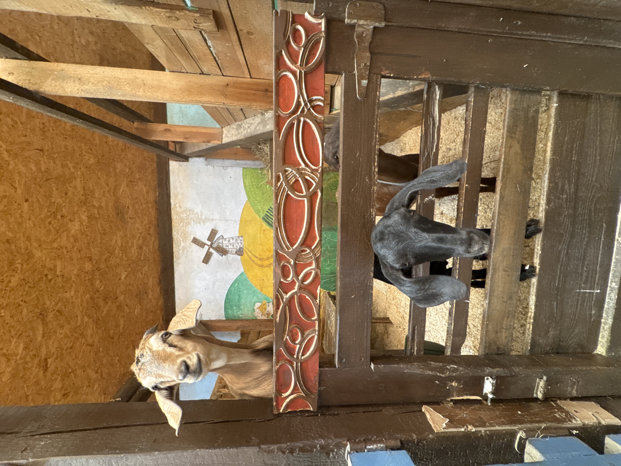 The image shows two goats in a wooden pen. The goat in the foreground is black with long ears, and the goat in the background is tan. The pen is made of rough wooden planks, and there is hay on the ground. Behind the goats, there is a painted mural of a windmill and rolling hills. The overall setting appears to be an animal enclosure, possibly at a farm or petting zoo. The location is not specified as being in the city of Peterhof, Russia.