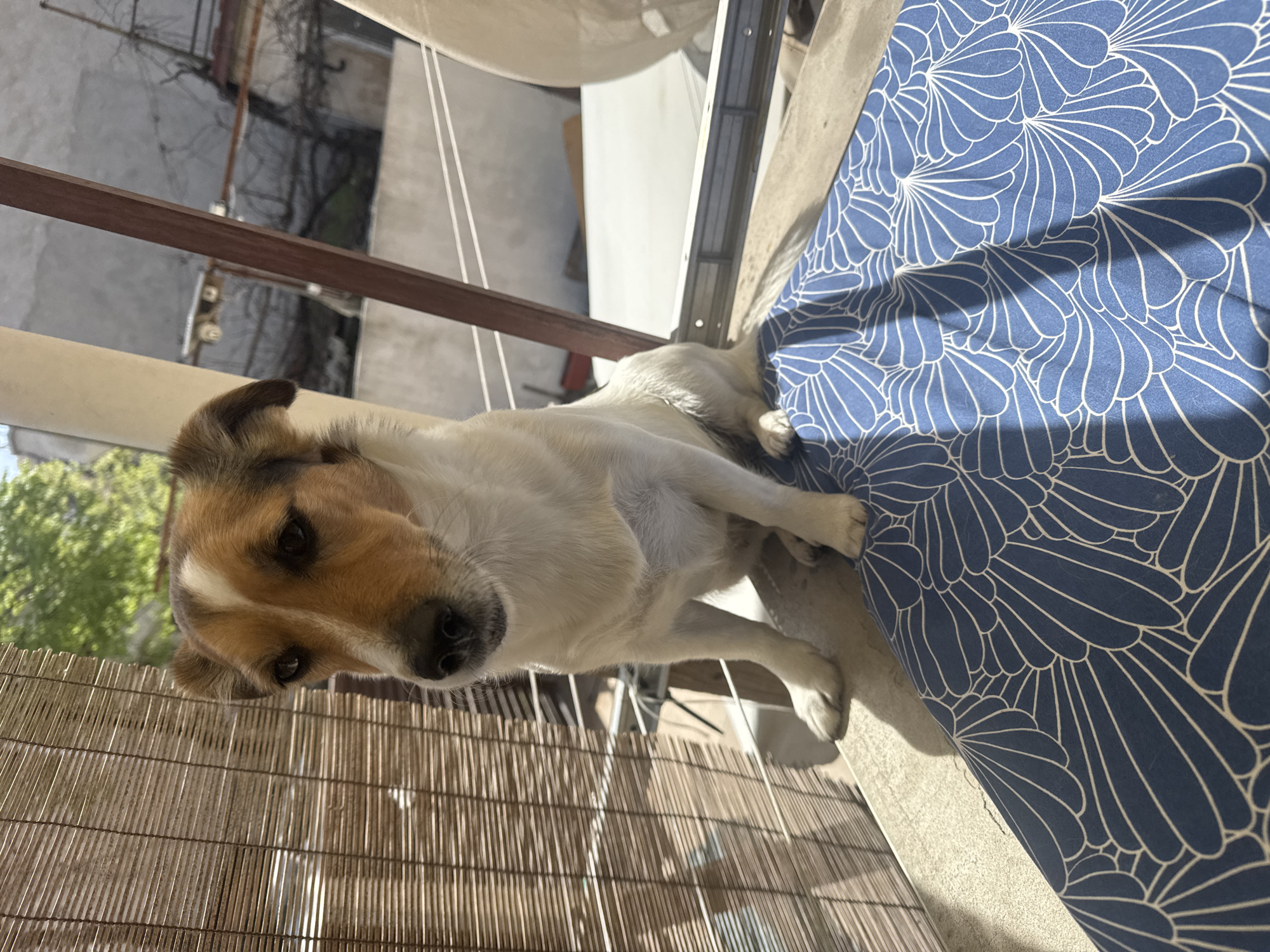 A medium-sized dog, likely a mixed breed, is featured prominently in this outdoor scene, set on a balcony in Plovdiv, Bulgaria. The dog has white fur with distinctive brown and tan markings on its head and ears, and dark, expressive eyes that are directed straight at the viewer. It appears to be sitting or partially standing, with its front paws resting on a light-colored concrete surface, close to a large blue cushion patterned with a repeating white, intricate, fan-like design.
To the left of the dog, a woven bamboo or straw mat serves as a lower barrier or flooring. A brown metal railing or frame extends horizontally across the middle ground of the image, separating the immediate balcony space from the background. Above this railing, several thin white strings or wires hang vertically. The background is somewhat blurred but reveals elements of an urban or suburban environment: buildings, perhaps another balcony, and some green tree foliage on the far left, suggesting a sunny day with clear skies. Strong shadows are cast on the concrete and the blue cushion, indicating bright direct sunlight, likely during the midday or afternoon. The dog's expression is one of curiosity and engagement, possibly friendly. No visible text is present in the image.