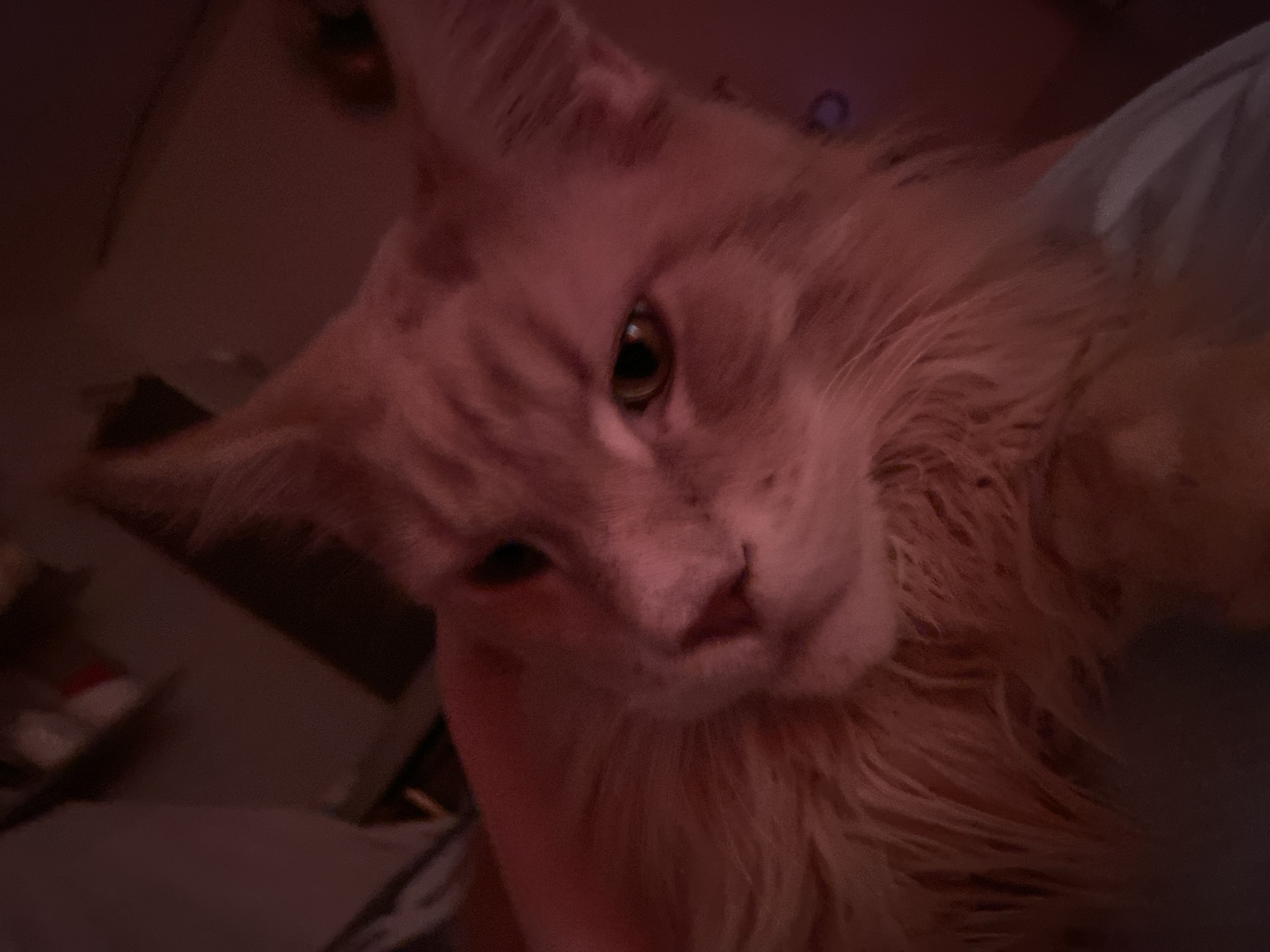 A close-up, dimly lit image features a tan or light orange long-haired cat. The cat's head is tilted, with one eye clearly visible and focused on the camera. Part of a hand appears to be holding or petting the cat. The background is dark and blurry, showing indistinct shapes that could be furniture or parts of a room. There is no visual indication of the location in Chaikovsky, Russia.