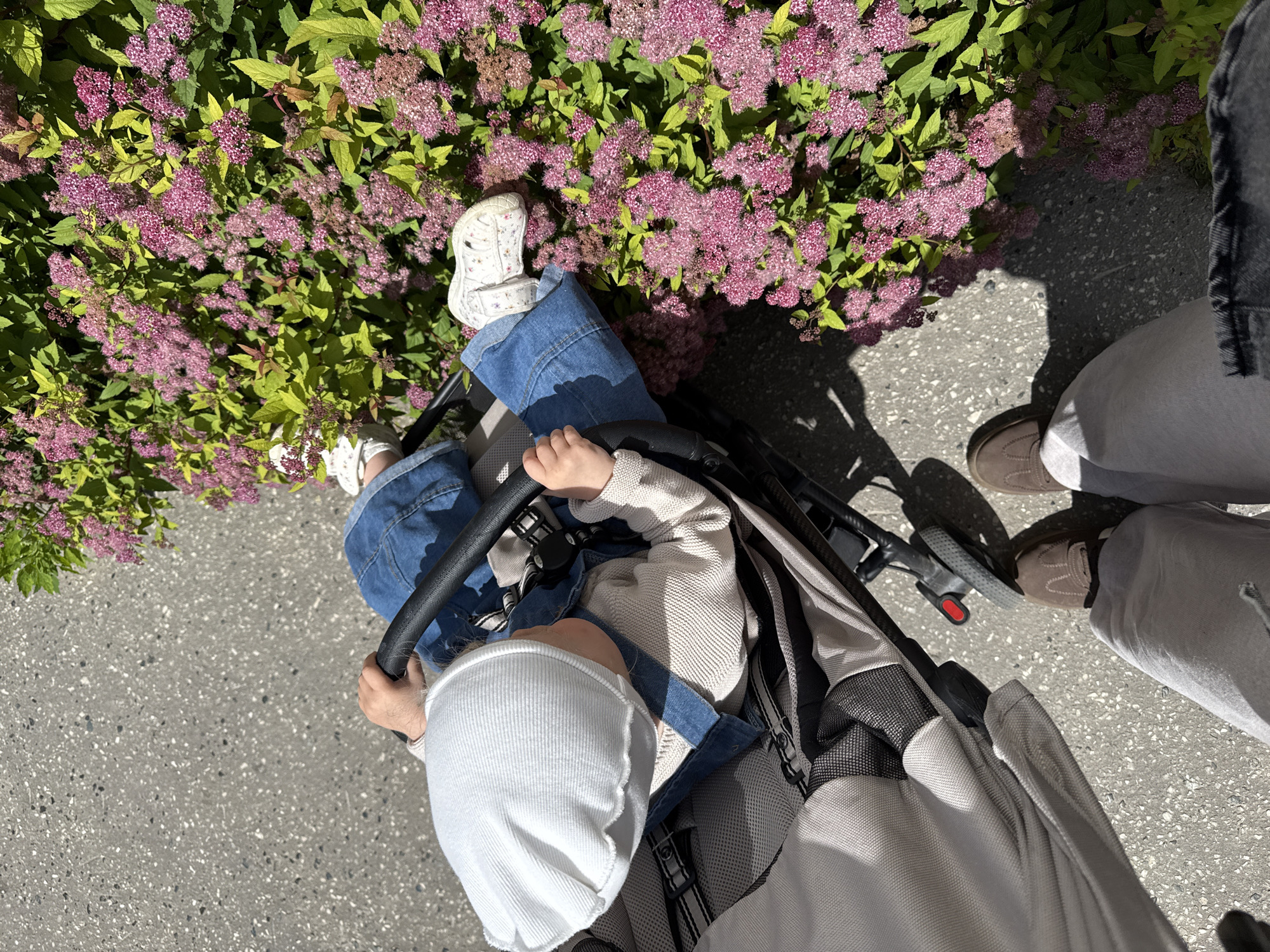The image shows a top-down view of a person pushing a baby in a stroller, with a bush of pink flowers to the left and a paved ground to the right. The baby is wearing a white hat and a light-colored sweater, and is sitting in a stroller with a dark frame. The person pushing the stroller is wearing blue jeans and white sandals. Another person, wearing grey pants and brown shoes, is visible standing to the right. The scene appears to be outdoors on a sunny day, suggested by the shadows cast on the ground. The presence of the stroller and the baby indicates a family outing. The pink flowers add a touch of color to the scene, and the paved ground suggests a walkway or park. The overall impression is one of a casual, everyday moment.