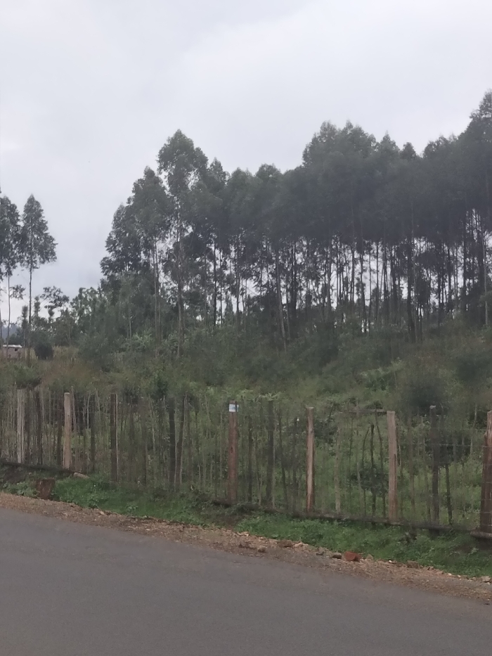The image depicts a rural or semi-rural scene in Nyansiongo ward, Kenya, under an overcast sky. In the foreground, a grey asphalt road runs horizontally across the bottom of the frame, bordered on its right by a narrow strip of gravel and sparse green vegetation. Immediately behind this, a wooden post-and-wire fence extends across the midground from left to right. The fence consists of vertical wooden posts and appears to incorporate thin horizontal branches or wires. A small, light-colored, rectangular object is affixed to the upper section of a fence post located slightly to the right of the image center. Behind the fence, the terrain slopes upwards, covered in dense green undergrowth, shrubs, and smaller trees. The background is dominated by a large, dense stand of tall, slender trees, characteristic of eucalyptus, with dark green foliage concentrated towards their crowns. The sky is uniformly light grey, indicating overcast conditions. No people or animals are visible, and no actions or interactions are occurring.