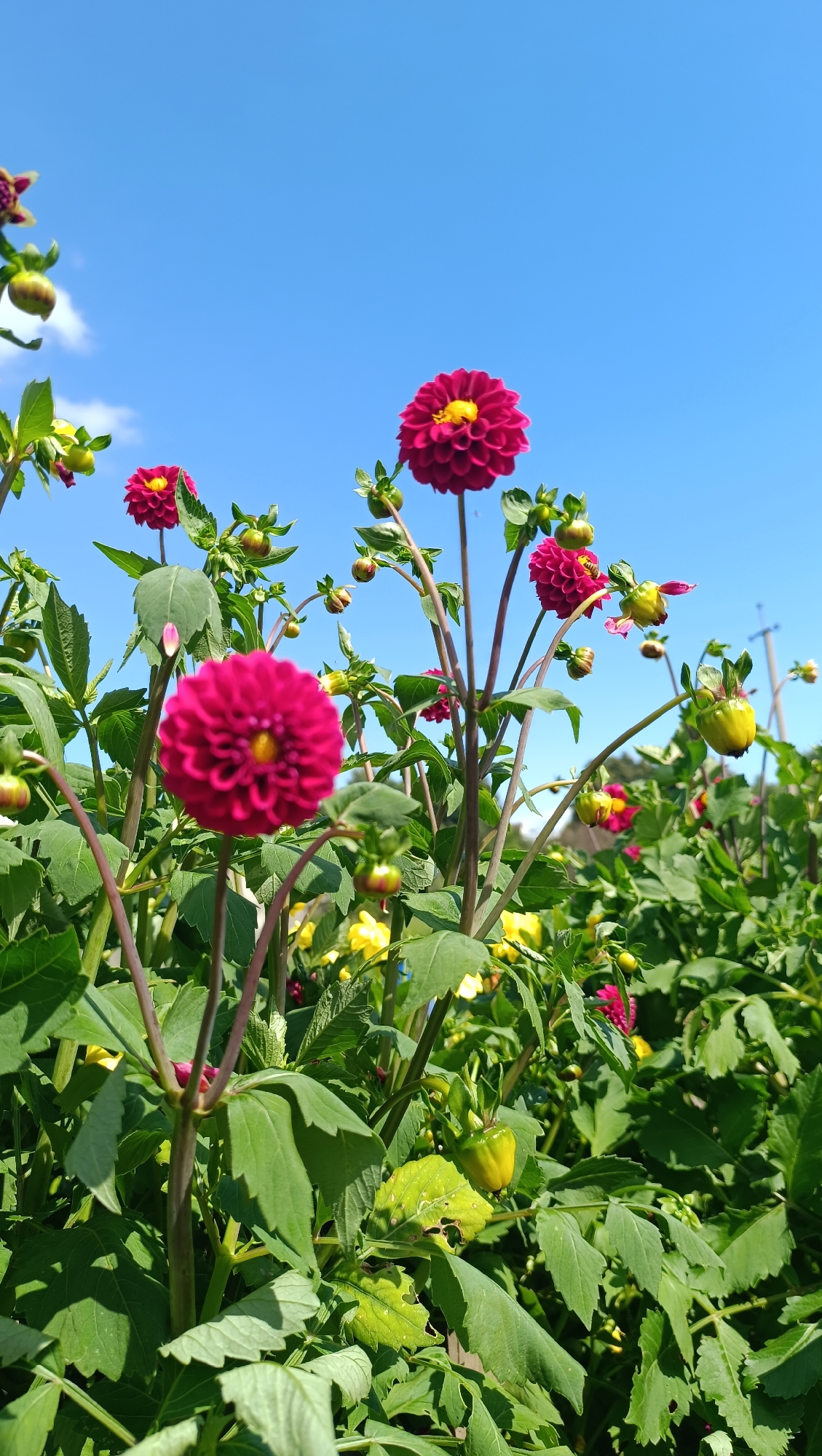 In Karsha, Russia, a cluster of vibrant pink dahlias blooms under a clear blue sky. The flowers, with their intricate petal formations and bright yellow centers, are the primary subjects. They are positioned at varying heights, some in sharp focus and others slightly blurred, suggesting a shallow depth of field. Green foliage, characterized by broad, serrated leaves, forms a dense backdrop. Interspersed among the dahlias are closed buds and some yellow flowers, adding a splash of contrasting color. The scene is set outdoors, with the bright sunlight casting distinct shadows and highlighting the textures of the petals and leaves. The sky, a uniform bright blue with a few wispy white clouds in the upper left corner, provides a serene and expansive background. No people or animals are visible in the frame.