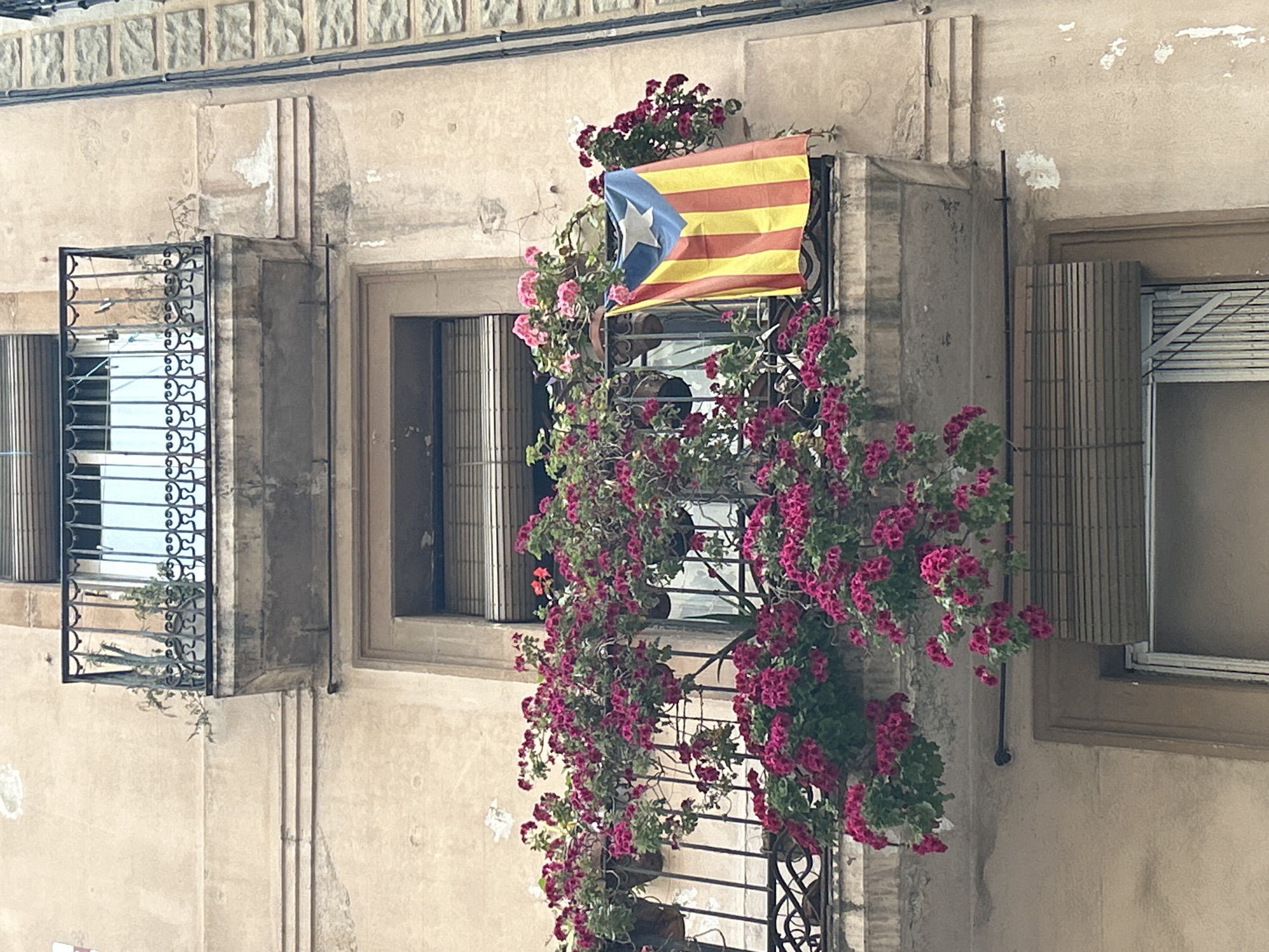 The image displays a vertical shot of an aged building facade, likely in Barcelona, Spain, given the provided context. The building's exterior is constructed from a light-colored, possibly stucco or stone, material, showing signs of wear and minor repairs.
Dominating the central part of the frame is a window featuring an ornate wrought iron balcony or grille, which is profusely covered with vibrant, deep pink flowering plants, likely bougainvillea, cascading downwards. Hanging prominently from this window is an Estelada flag, a symbol of Catalan independence, characterized by its yellow and red stripes, a blue triangle on the hoist, and a white five-pointed star.
To the left, another window with a simpler, dark wrought iron grille is visible, with slatted shutters partially open inside. To the right, a third window is mostly obscured by closed, wooden slatted shutters, with a smaller section of open louvers at the top. The architectural style, including the wrought iron and shutters, is characteristic of the Mediterranean region.
The scene is captured in natural daylight, suggesting it is daytime, with soft lighting and no harsh shadows, implying fair weather. The upper part of the building features a decorative frieze of square stone blocks. There is no visible text in the image. The overall impression is a charming street scene reflecting local culture and pride.