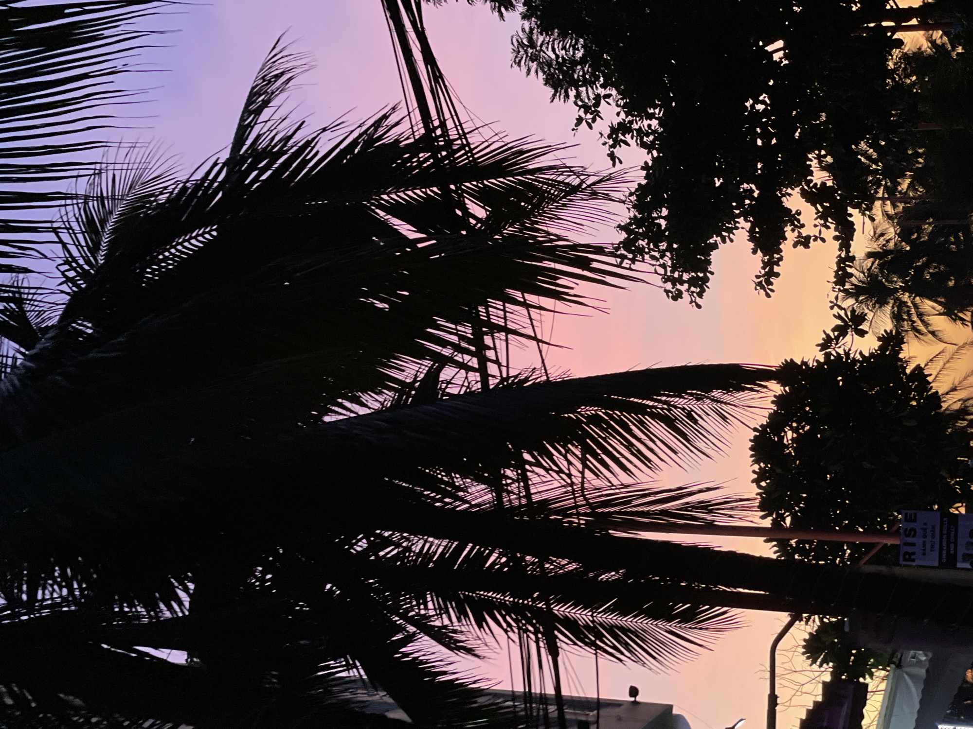 The image depicts a silhouetted palm tree fronds against a gradient sky transitioning from a soft pink and purple hue at the top to a warm orange and yellow near the horizon. The time of day is clearly sunset or sunrise, with the dramatic colors of the sky indicating this. Dark silhouettes of other trees and foliage are also visible, framing the scene. A street lamp and some electrical wires are present, suggesting an urban or semi-urban environment. In the lower right quadrant, a sign is partially visible with the word "RISE" prominently displayed in white lettering on a blue background. Below that, smaller text lists food items such as "BANH MI&TRUE GLAZE" and "CINNAMON ROLLS AND DRIZZLE," hinting at a food establishment. The overall mood is serene and tranquil, characteristic of a beautiful evening or morning sky. The location context suggests this scene is from Đà Nẵng, Vietnam.