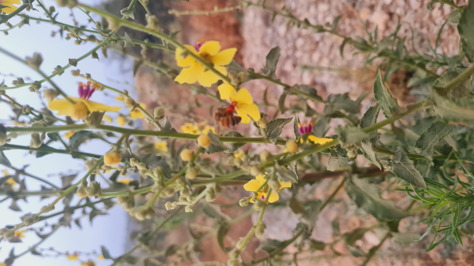 The image captures a close-up view of flowering plants, likely taken in a natural setting within the Lachish Regional Council, Israel. The plants feature delicate yellow flowers with distinct red and purple stamens. Some of the flowers are in full bloom, while others appear as buds. A bee is visible, seemingly feeding on one of the blossoms. The foliage is a muted green with a slightly fuzzy texture. The background consists of light-colored soil or rocky terrain, blurred to emphasize the foreground plants. The overall scene suggests a warm, dry environment and focuses on the intricate details of the plant life and the presence of pollinating insects.