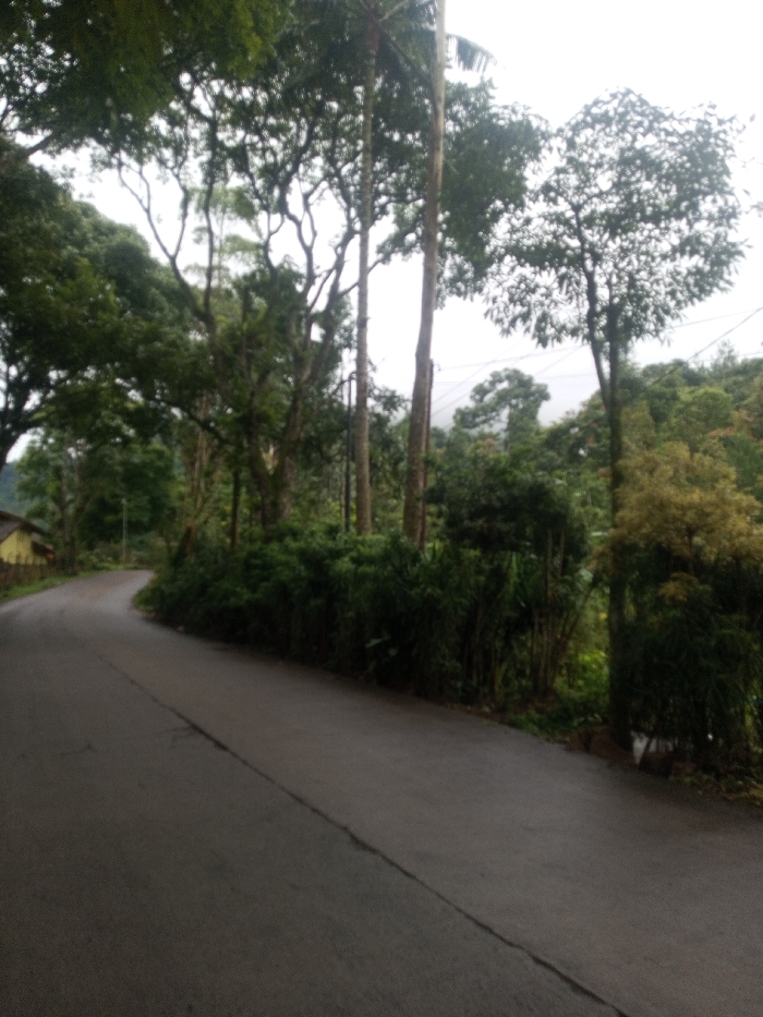 A winding asphalt road leads through a dense forest. Tall, slender trees and lush greenery line the roadside, partially obscuring the path. In the distance, hazy mountains peek through the foliage, suggesting a high-altitude location. The overcast sky casts a soft, diffused light on the scene, creating a tranquil and slightly moody atmosphere.