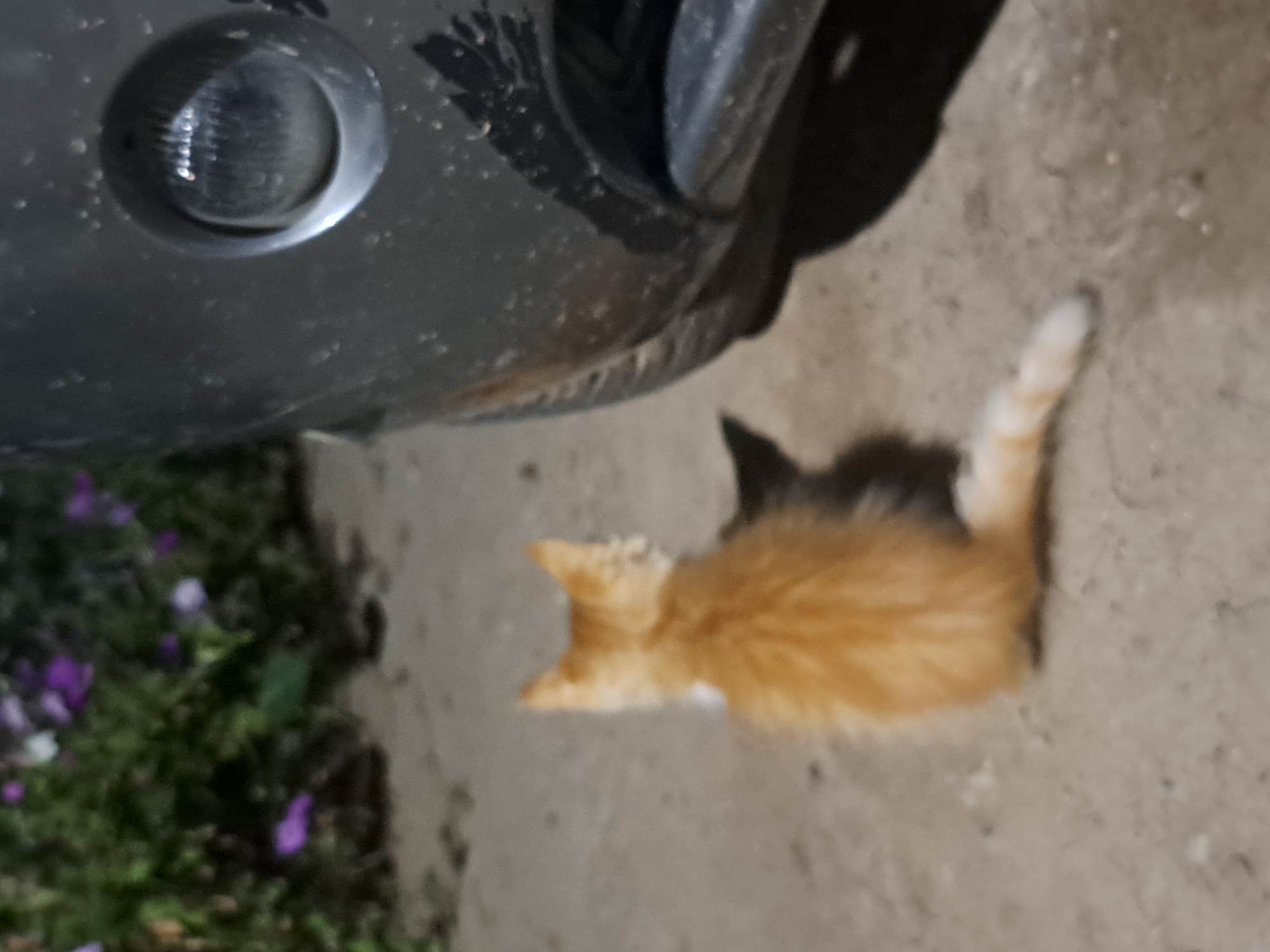 In the city of Vypasne, Ukraine, a ginger kitten with a fluffy tail is sitting on a dirt ground next to a dark-colored vehicle. The kitten is facing away from the camera, looking towards a patch of green foliage with purple flowers. The car's headlight is visible on the right side of the frame. The scene is lit by what appears to be artificial light, possibly streetlights or a flashlight, casting a shadow of the kitten on the ground. The overall environment suggests an outdoor setting, possibly a residential area or a parking lot at night.
