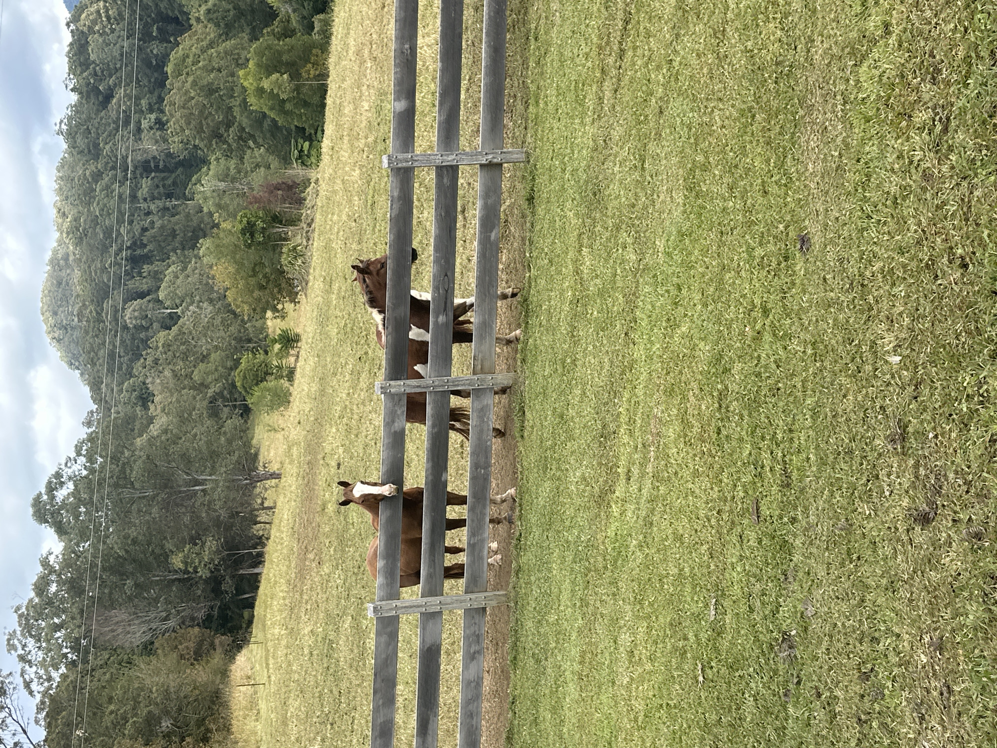 Two horses stand behind a wooden fence in a grassy field. The horse on the left is a solid brown color with a white blaze on its face. The horse on the right is brown and white with a patchy coat. The field is green and appears to be well-maintained. In the background, a dense forest covers rolling hills. The sky is overcast with gray clouds. Power lines are visible running across the top of the frame, strung between poles that extend beyond the image. This scene is located in Thora, Australia.