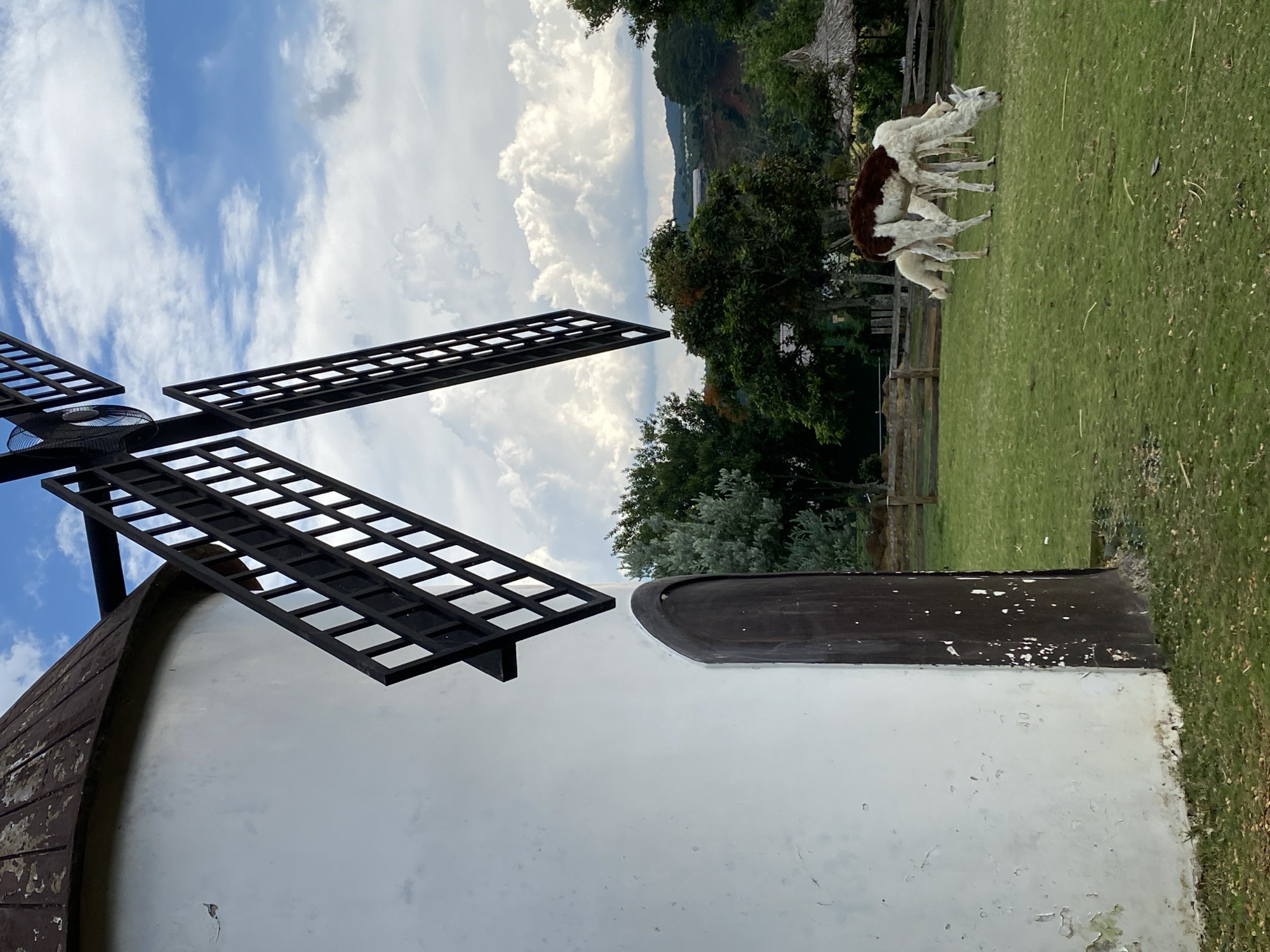 This is a vertical, eye-level medium shot of a white windmill with two black lattice sails against a bright blue sky with fluffy white clouds. The windmill's sails are angled, with one extending from the top left and the other from the bottom right of the frame. The windmill has a weathered, dark brown roof. To the right of the windmill, a lush green lawn stretches towards a distant hillside covered in trees. Several alpacas are visible on the lawn, some standing and some lying down. One alpaca, predominantly white with a dark brown patch on its back, is standing atop another alpaca. The scene appears to be set during the daytime with clear weather. The background shows more trees and a wooden fence. The overall impression is a peaceful, rural setting.