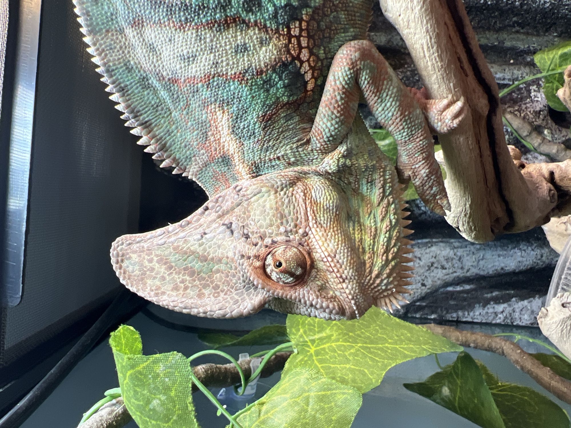 A chameleon is clinging upside down to a branch in what appears to be its terrarium. The chameleon is exhibiting green, brown, and teal coloration. Artificial green leaves are in the foreground. A faux rock wall forms the background.