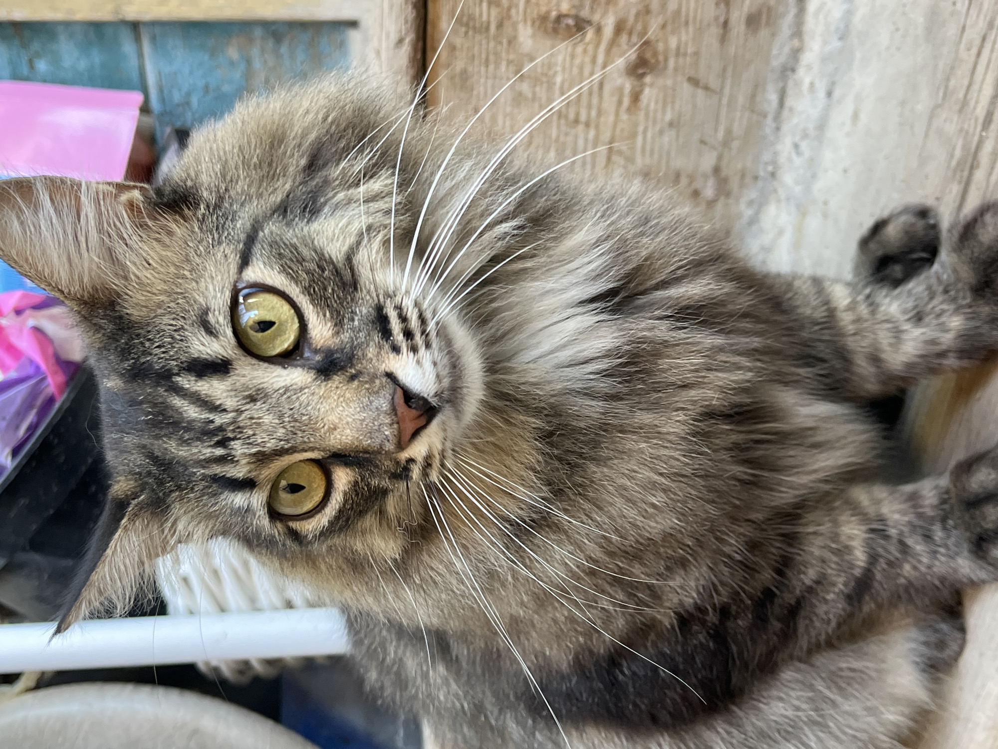 A medium shot of a long-haired tabby cat is captured in an outdoor setting. The cat, predominantly gray with dark tabby markings and white whiskers, sits facing slightly left. Its large, amber eyes are the focal point, reflecting a bright light. The background is blurred, with elements suggesting an urban environment. A white vertical pole is on the left, and wooden planks form the floor and a textured wall behind. Pink and blue objects are visible in the upper right background, possibly decorative items or part of a structure. The overall scene is illuminated by natural light, casting soft shadows. The image does not provide any information about the city of Krasnyye Barrikady, Russia, or any specific location within it.
