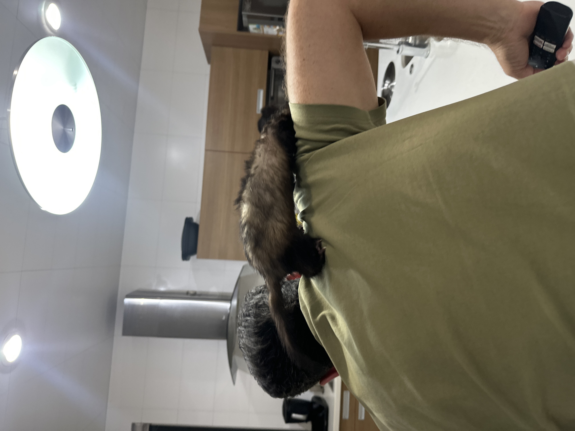 This media file features a person wearing an olive green t-shirt, with their back partially visible to the camera. The person is holding a black remote control in their right hand. A ferret is clinging to the person's shoulder and upper arm, with its body extending down the person's back. The ferret appears to be dark brown and tan with a long tail.
The background suggests an indoor setting, likely a kitchen or living area. Visible elements include wooden cabinets, a stainless steel range hood, and white tiled walls. There are also circular ceiling lights, one of which is prominently illuminated and appears to be a modern fixture with a central dark circle.
The overall lighting suggests it might be daytime, but the indoor setting makes it difficult to ascertain the exact time of day or weather conditions. The scene appears casual and domestic, with the ferret's presence indicating a pet-friendly environment. There is no visible text in the image.