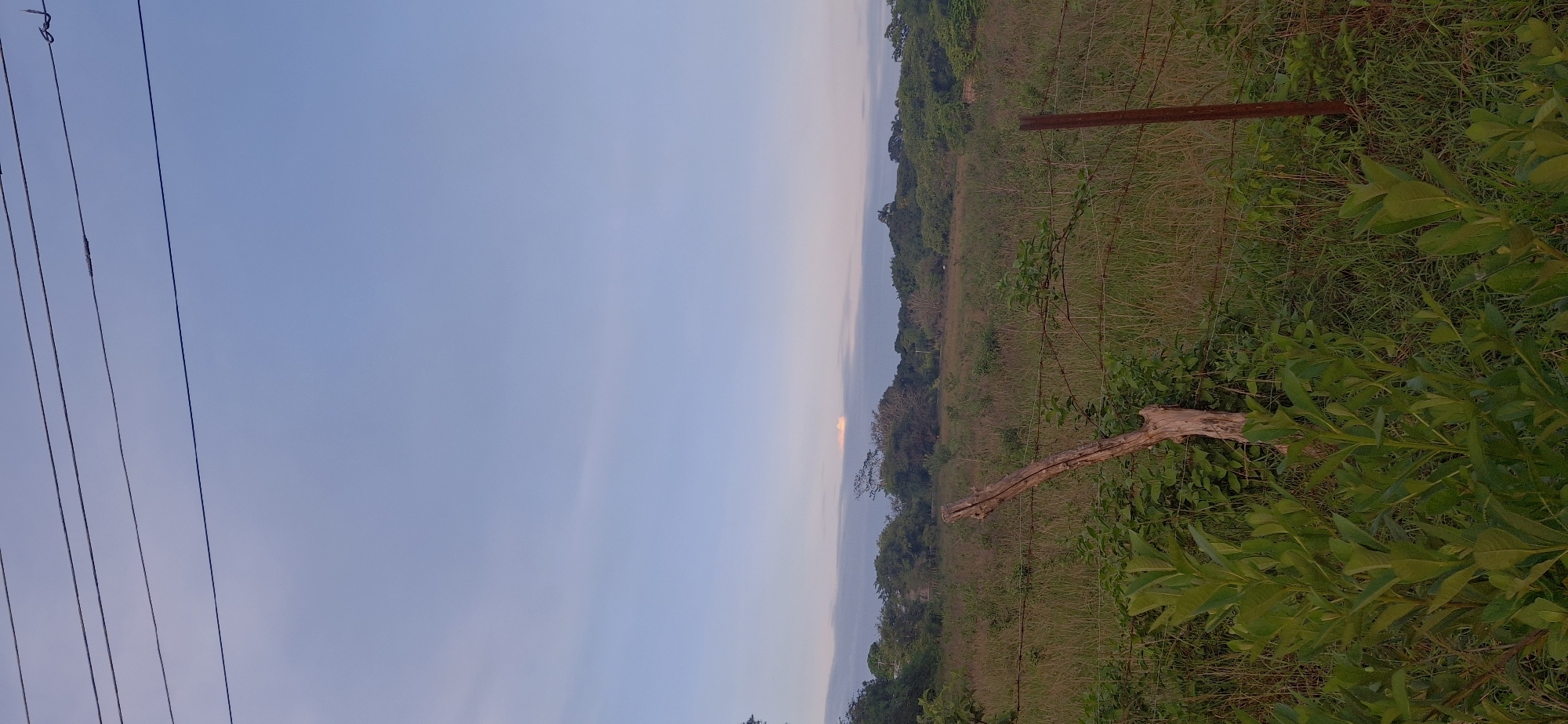 This is a vertical, medium shot photograph of a rural landscape in Vallecito, Venezuela. The image is dominated by a pale blue sky with thin, wispy clouds. In the lower half of the frame, a field of tall, dry grass stretches towards a treeline in the distance. A barbed-wire fence runs horizontally across the middle ground, with a weathered wooden post and a rusty metal post supporting it. In the foreground, lush green foliage grows from the bottom left corner, obscuring some of the fence. The overall impression is one of natural, undeveloped land.