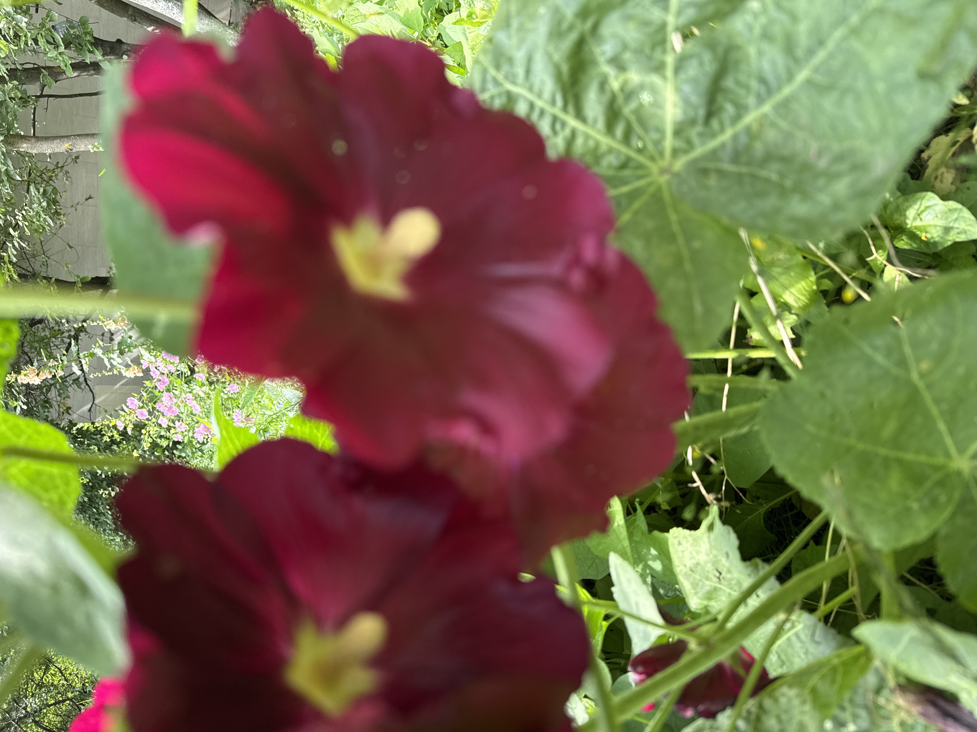 The image shows a close-up, out-of-focus view of deep pink or crimson hollyhock flowers in the foreground. Several large, green hollyhock leaves are visible, some partially obscuring the flowers. In the background, out-of-focus, are glimpses of trees and smaller pink flowers, suggesting a garden setting. The overall impression is of lush greenery and vibrant blooms. The image appears to have been taken outdoors during daylight hours, with natural light illuminating the scene. No specific location in Zelenograd, Russia, can be identified from the visual information provided in the image.