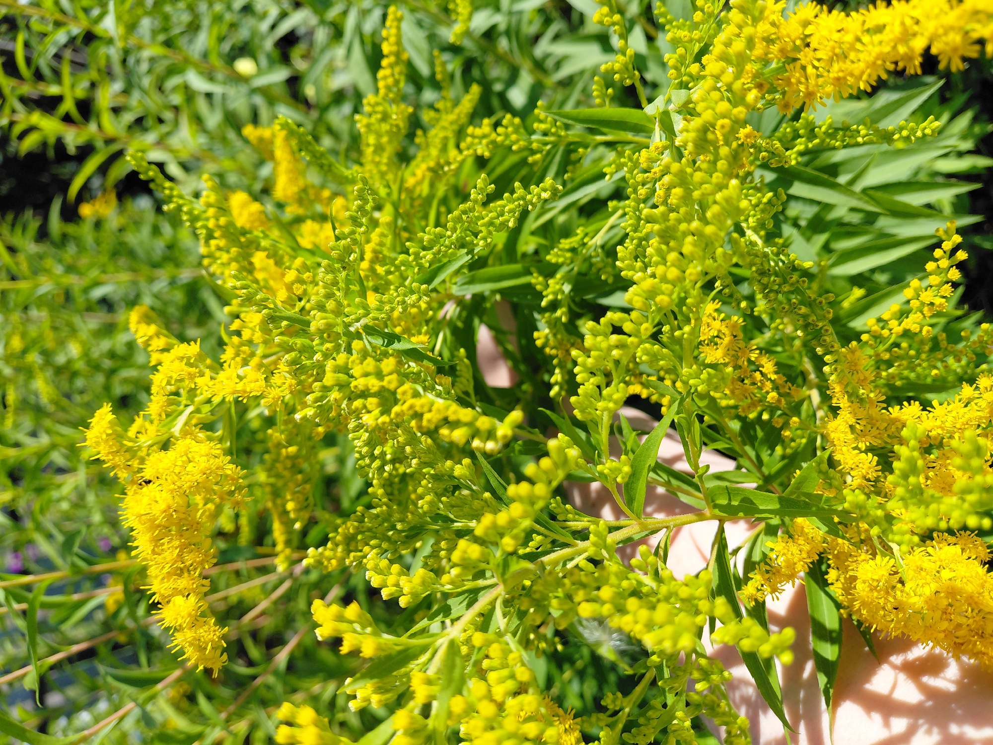 In Malinovka, Russia, a close-up, eye-level shot captures a cluster of bright yellow goldenrod flowers in full bloom. The flowers are densely packed, with some in bud and others fully open, creating a vibrant, textured display against a backdrop of green foliage. Sunlight illuminates the scene, casting subtle shadows and highlighting the delicate petals. A hint of a person's hand, with visible skin and shadows, is present in the lower left portion of the frame, suggesting the flowers might have been recently picked or are being held. The environment appears to be a natural outdoor setting, likely a garden or wild area, given the abundance of vegetation.