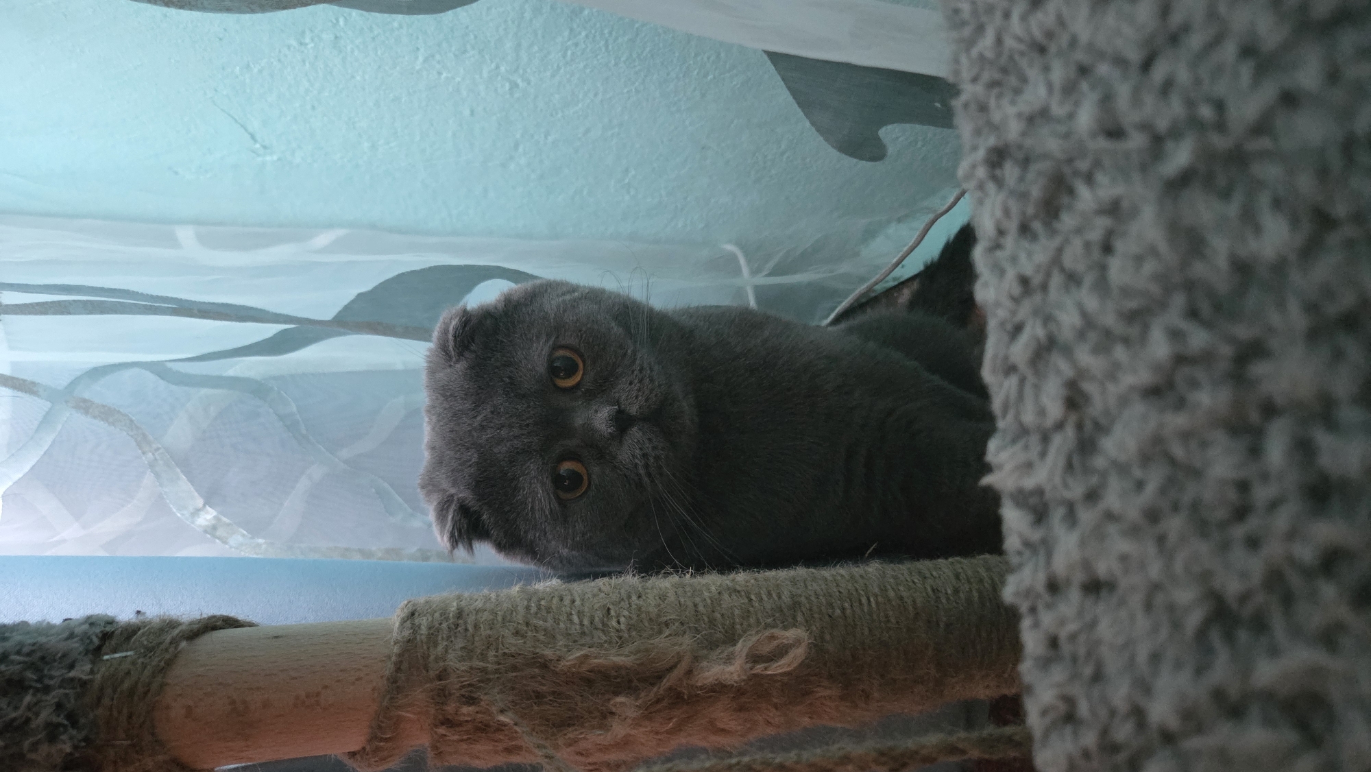 A gray Scottish Fold cat is lying on a sisal-covered cat tree perch. The cat has large, amber-colored eyes and is looking at the camera. The cat tree is located beneath some draped blue and white fabric, possibly part of the cat tree structure or a decorative element. The exact location within Burgas, Bulgaria, cannot be determined from the image alone.