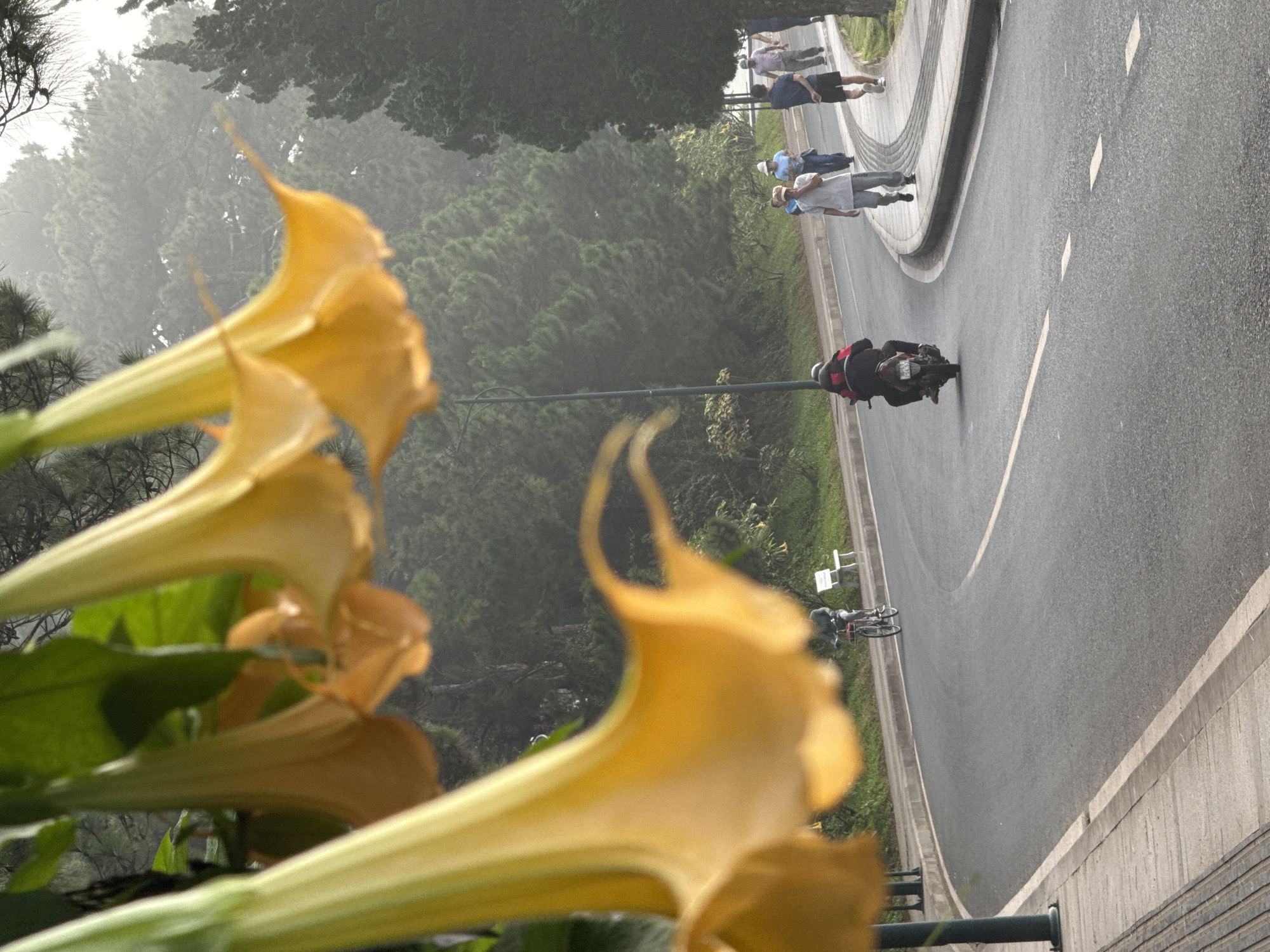The image captures a misty, overcast day in Phường Xuân Hương, Đà Lạt, Vietnam. In the foreground, blurred yellow flowers, possibly Angel's Trumpets, hang down, obscuring part of the scene. A paved road curves through a park-like setting lined with pine trees. On the road, a person rides a scooter with a red backpack, heading away from the camera. Further down the road, several people are walking on a paved walkway. A white park bench is visible near the walkway. In the background, a cyclist is also visible on the road. The overall atmosphere is serene and slightly melancholic due to the fog and muted colors.