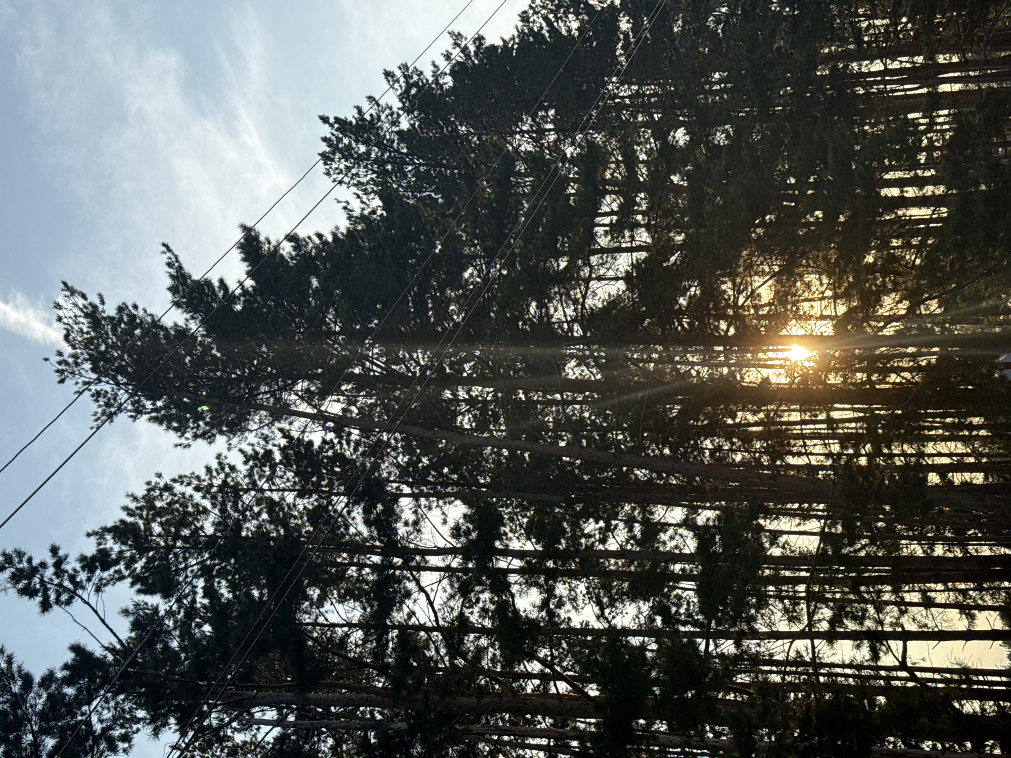 The image shows a dense forest with tall pine trees silhouetted against a bright sky. The sun is visible through the trees, casting rays of light. Power lines are strung across the upper part of the image, running horizontally through the scene. The environment appears to be a natural landscape, possibly a roadside verge or a park, given the presence of power lines. There are no people or specific objects indicating an urban setting within the forest itself, and the location is described as Podshivalovo, Russia. The lighting suggests it is either sunrise or sunset.