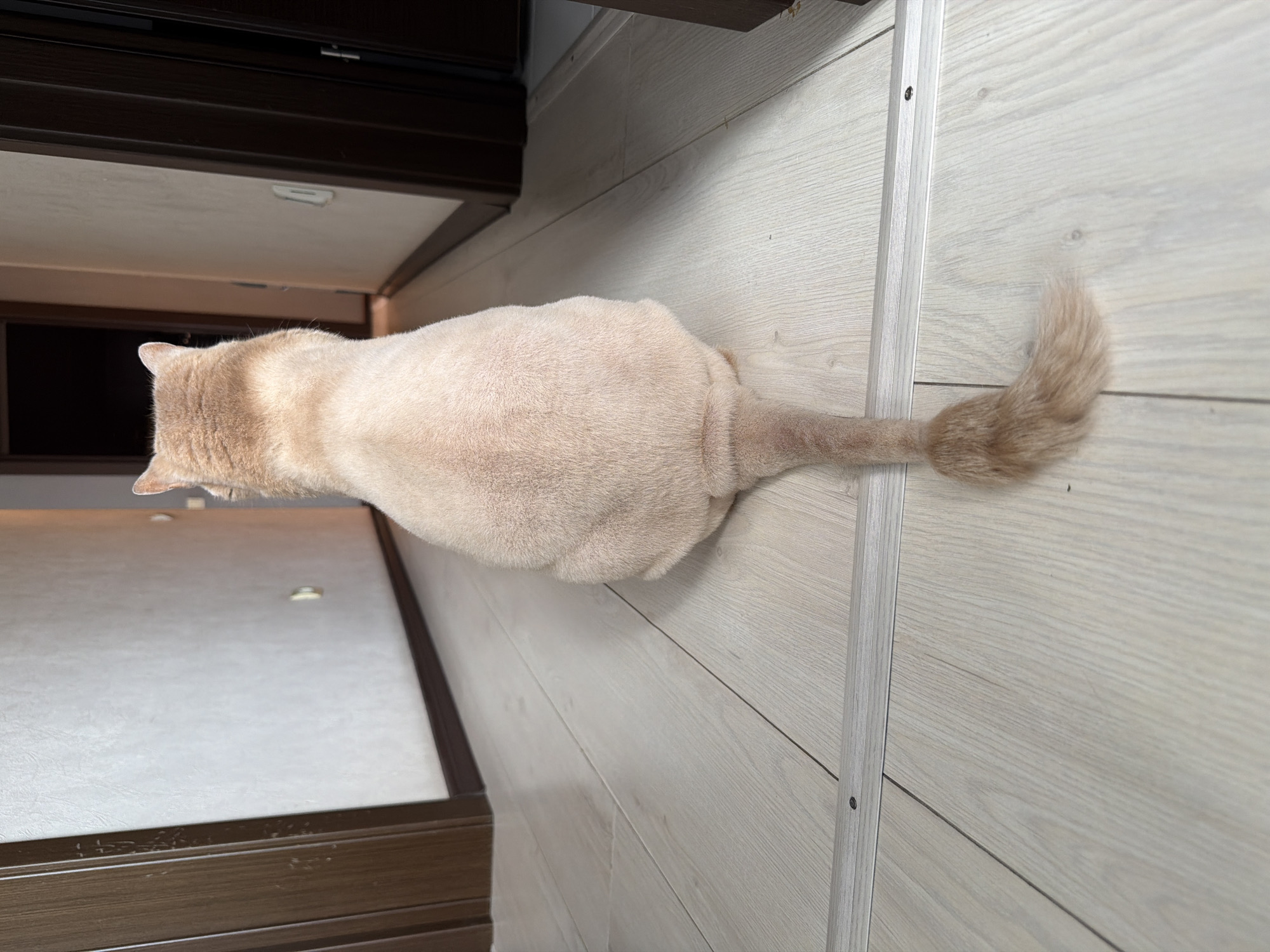 A beige, shorthaired cat stands on a light-colored, horizontally-oriented wood-grain surface, likely a floor. The cat's body is largely shaved, except for the tail and the head. A portion of a dark brown cabinet is visible in the upper left. A silver molding runs vertically along the right side of the image. The location is unknown, and there is no evidence to suggest it is in Tyumen, Russia.