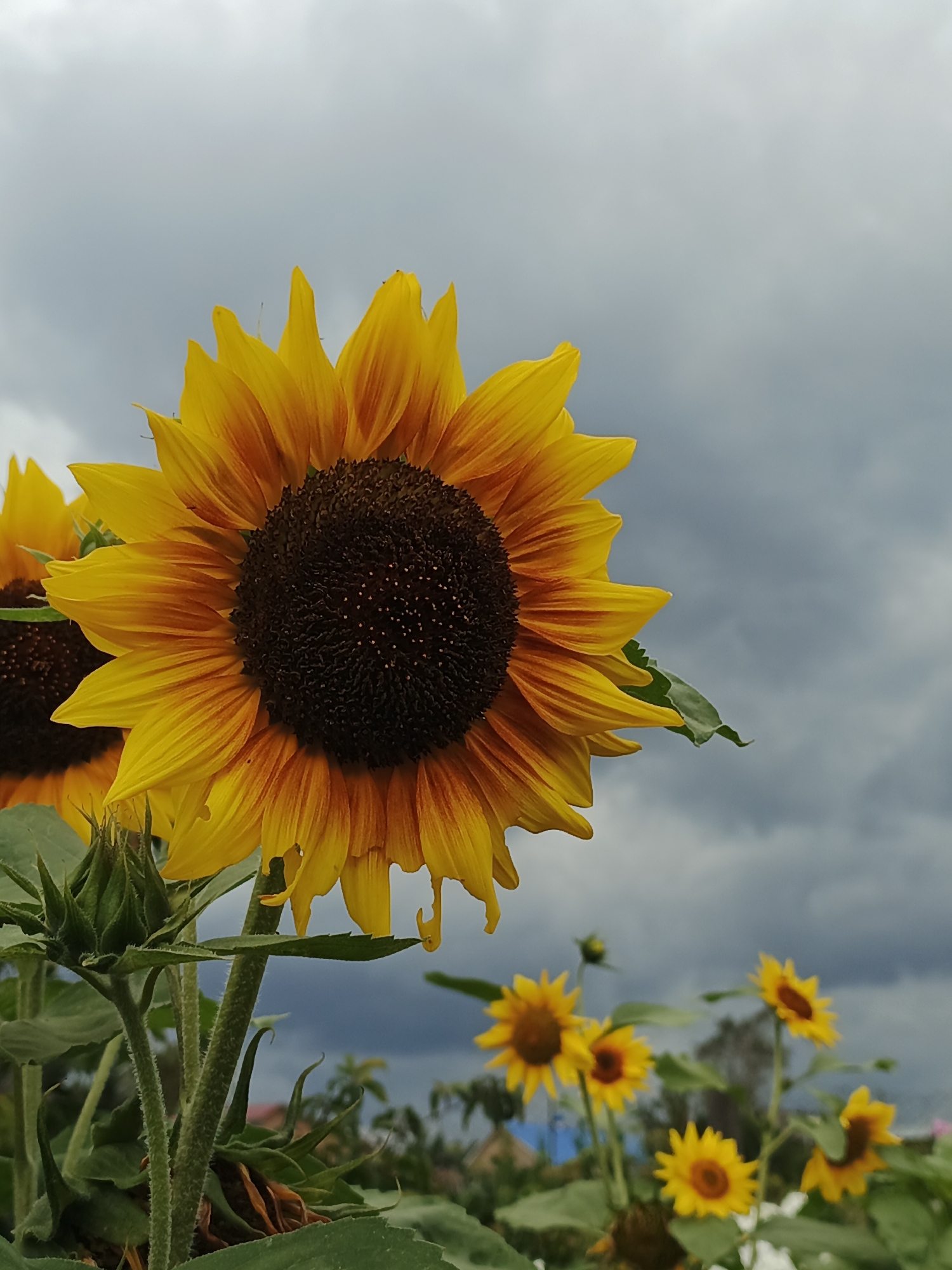 A close-up, low-angle, outdoor shot features a prominent sunflower in the foreground, its yellow petals tinged with orange and its dark brown center clearly visible. Behind it, another sunflower is partially visible. Several smaller, blurred sunflowers are scattered in the background, along with green foliage. The sky above is overcast with dark, cloudy conditions. The scene is located in Medvedyovka, Russia, likely in a field or garden environment. There are no people or animals visible in the image. The overall impression is of a natural, somewhat somber setting due to the cloudy sky.