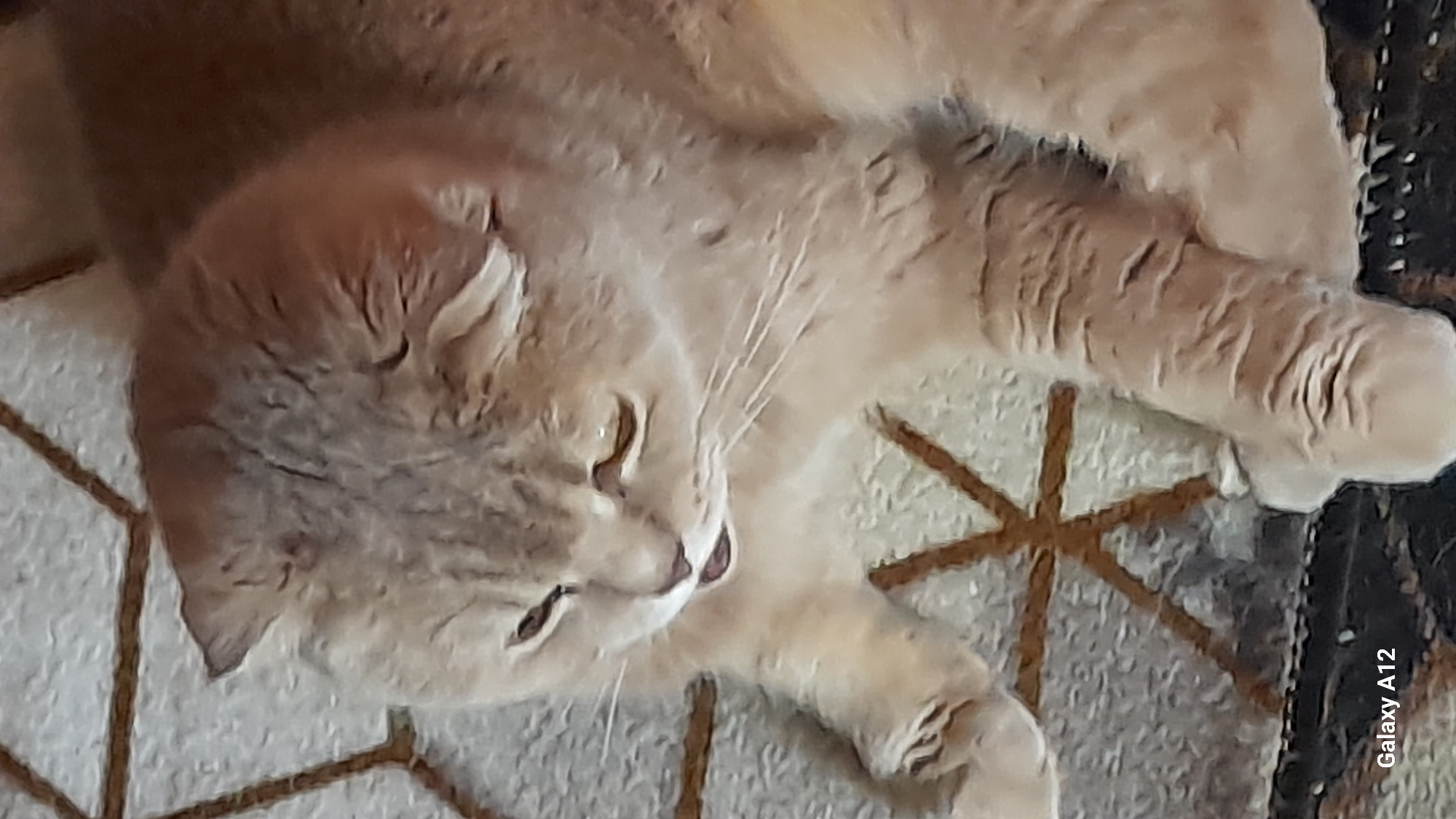 A light-colored cat, possibly cream or light orange, is captured in a close-up, slightly overhead shot, lying peacefully on a textured, patterned surface. The cat's head is tilted, and its eyes are nearly closed, suggesting it is either asleep or deeply relaxed. Its whiskers are prominent, extending from its snout, and the soft fur texture is visible across its body and around its face. Several paws are visible, some curled, some extended, resting on the surface.
The surface beneath the cat appears to be a rug or carpet featuring a geometric pattern. This pattern is composed of light grey or beige textured areas interspersed with dark brown lines that form repeating star-like or hexagonal shapes. The lighting is soft and even, highlighting the details of the cat's fur and the carpet.
In the bottom right corner, the text "Galaxy A12" is visible, indicating the device used to take the photo. The overall scene conveys a sense of tranquility and comfort. The location context is Марковский, Russia.