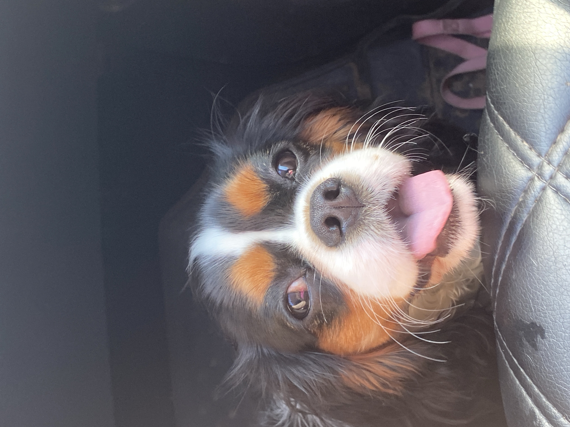 A close-up, eye-level shot shows the face of a Cavalier King Charles Spaniel looking directly at the camera. The dog is mostly black with tan and white markings on its face. Its mouth is open, showing its pink tongue. The dog appears to be in a dark interior, possibly a car, with a quilted black surface visible in the foreground. The background is dark and out of focus. The image was taken in Evsino, Russia.
