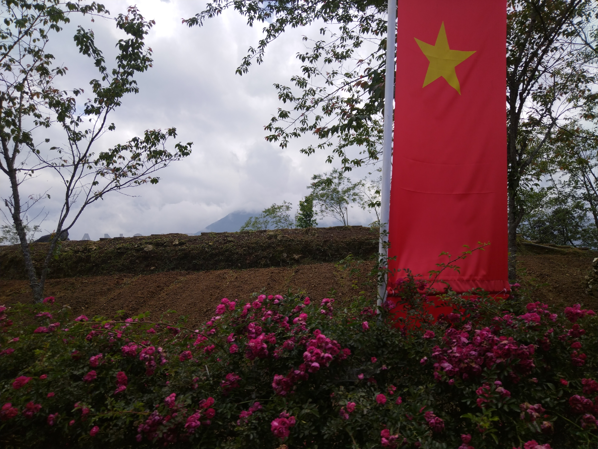 Here is a description of the image.
The image captures a scene with a variety of elements. In the foreground, there is a dense growth of flowering plants with deep pink blooms and lush green foliage. Behind the flowers, a slope of bare earth rises, transitioning into a low embankment covered with vegetation.
A prominent element is a vertical banner of bright red fabric with a gold star emblem, which seems to be a flag.
Branches of trees frame the upper part of the image, with their leaves and branches silhouetted against a cloudy, overcast sky. In the distance, a mountain is visible. The location and city are not identifiable from the image.