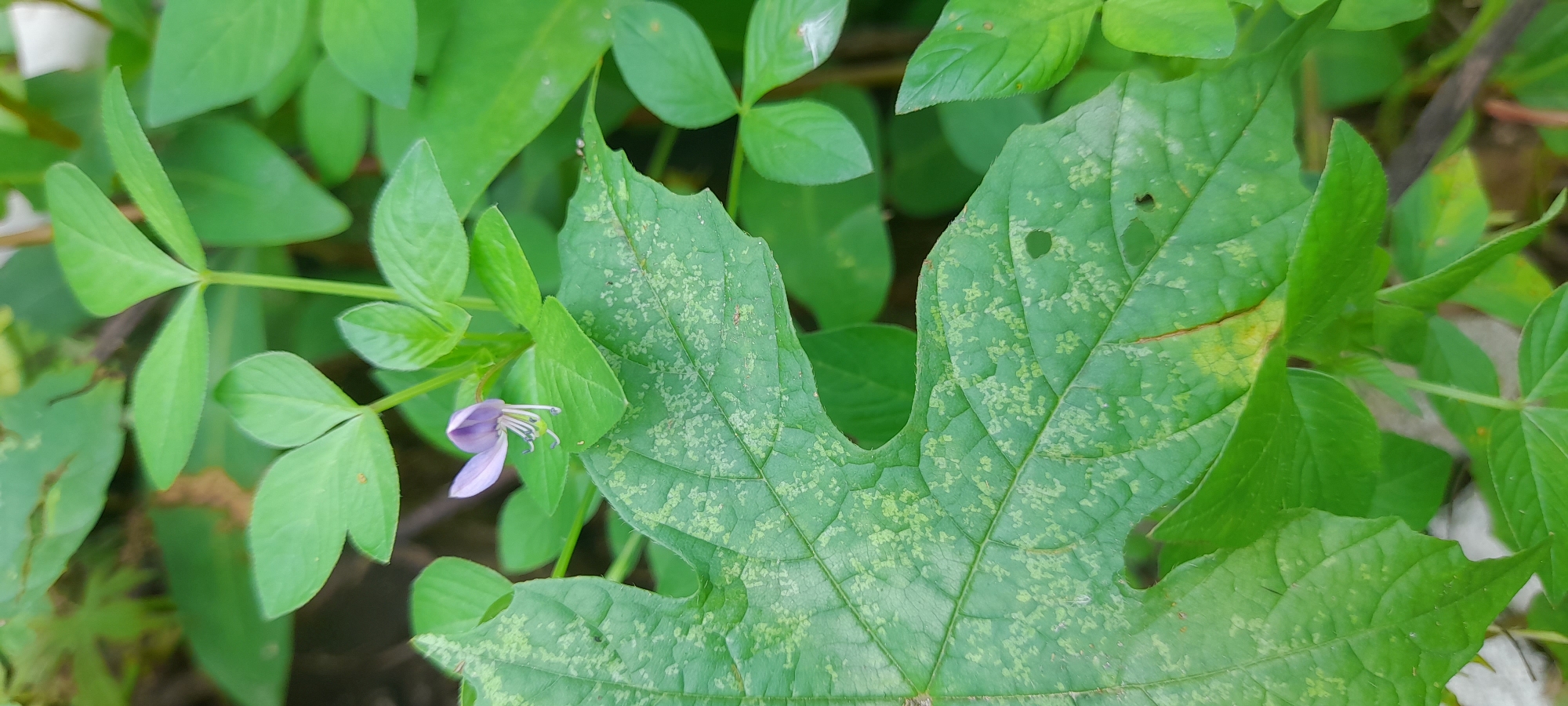 The image shows various green plants and leaves, with a purple flower visible on the left side. The large leaf in the center has a mottled appearance with light green spots. The edges of this leaf are somewhat uneven and have small holes. The setting appears to be a natural environment.
The location is Buketteukuh, Indonesia.
