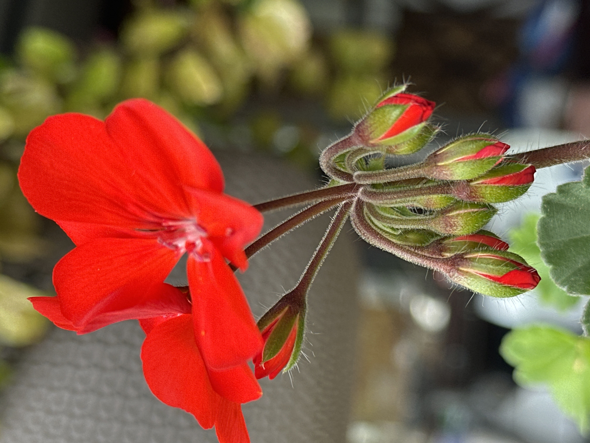 A close-up, eye-level shot captures a cluster of red geranium flowers and buds. The flower at the top is in full bloom, its petals a vibrant red. Below it, several buds are in various stages of development, their green sepals partially revealing the red petals within. The stems and buds are covered in fine, white hairs. The background is softly blurred, with hints of green foliage and a neutral gray textured surface, suggesting an outdoor setting or a well-lit indoor plant display. The specific location of Yessentuki, Russia, is not visually discernible from the image content alone.