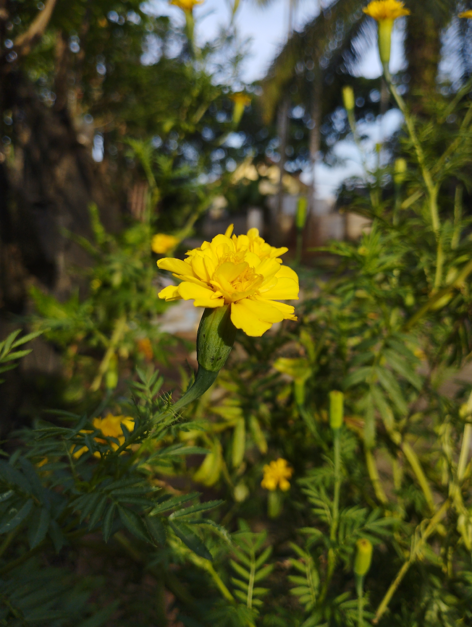 The image captures a vibrant yellow marigold flower in bloom against a backdrop of green foliage, likely taken in an outdoor setting. The flower is the focal point, displaying its numerous petals and intricate center. It is attached to a green stem surrounded by fern-like leaves. Other marigold buds and flowers, some slightly blurred, are visible within the green vegetation. The background suggests a garden or natural area with trees and plants, with hints of buildings or structures in the distance. The scene appears to be captured during daylight. The location is Keudekrueng, Indonesia.