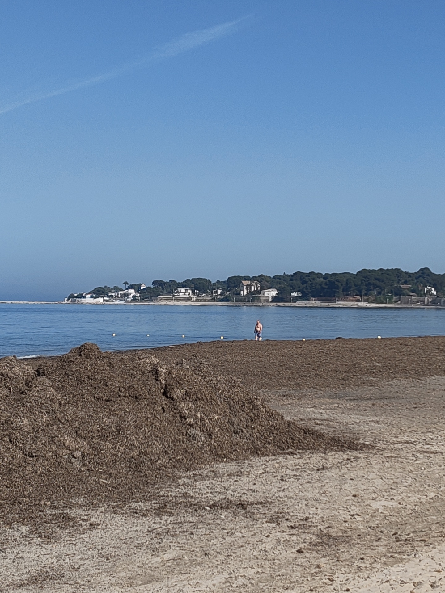 The image depicts a beach scene in Dénia, Spain, characterized by a large mound of dark brown seaweed or decaying vegetation in the foreground. A beach with more seaweed or decaying vegetation stretches toward the middle distance. In the water a few yellow buoys are visible. A man stands in the water near the shore on the beach. In the background is a landmass with houses interspersed among trees and vegetation. The sky is clear and blue.