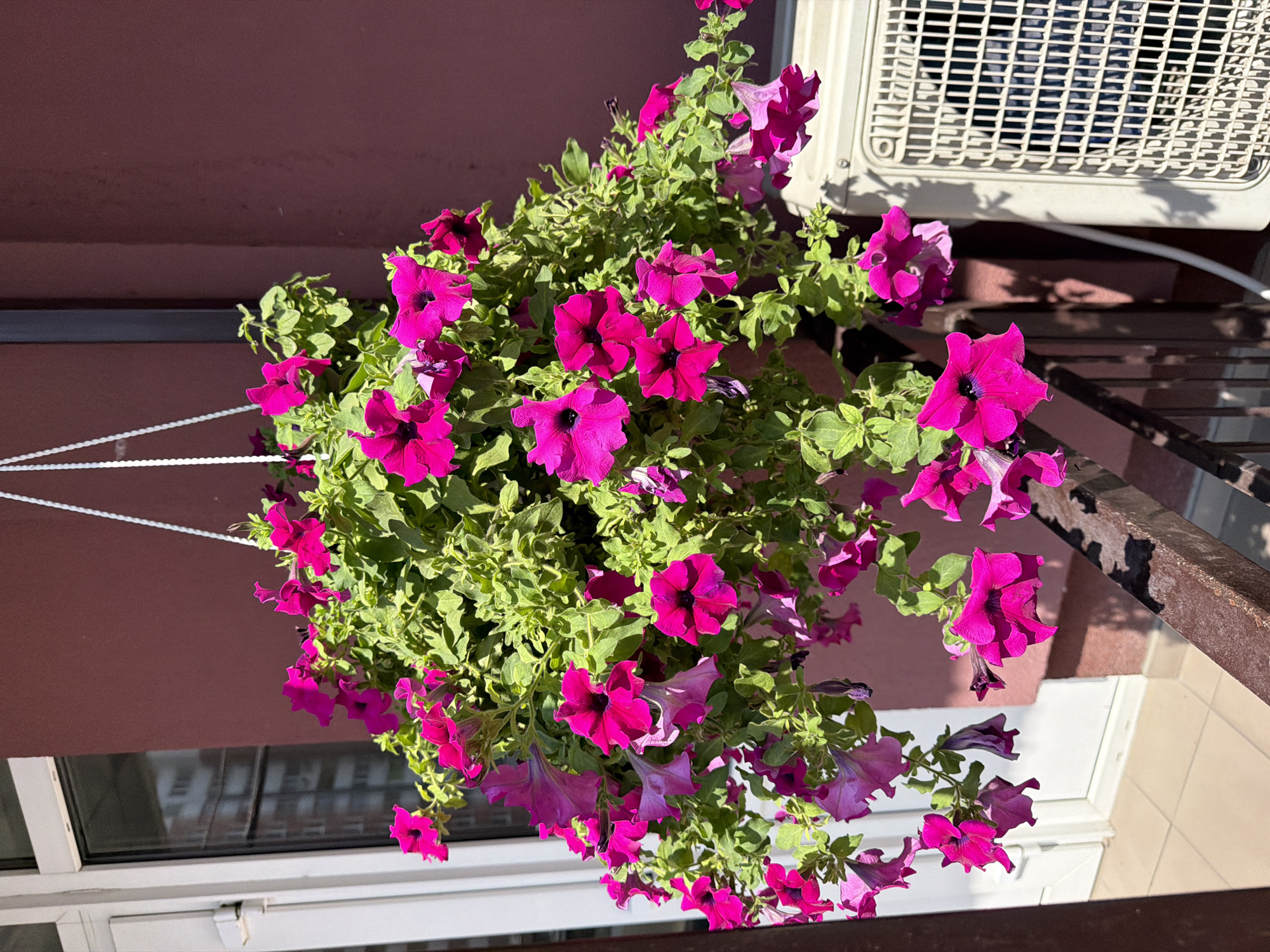 A hanging basket filled with vibrant magenta petunias is suspended in front of a building with a dark pink facade. To the left, a white framed window with a glass pane is visible. To the right, a beige air conditioning unit is mounted on the wall. A brown metal railing runs horizontally in the foreground, casting shadows from the plants onto the tiled floor below. The scene is set outdoors during daylight hours, suggesting a balcony or patio area in a city environment, likely Kyiv, Ukraine, given the context. There are no people present in the image.