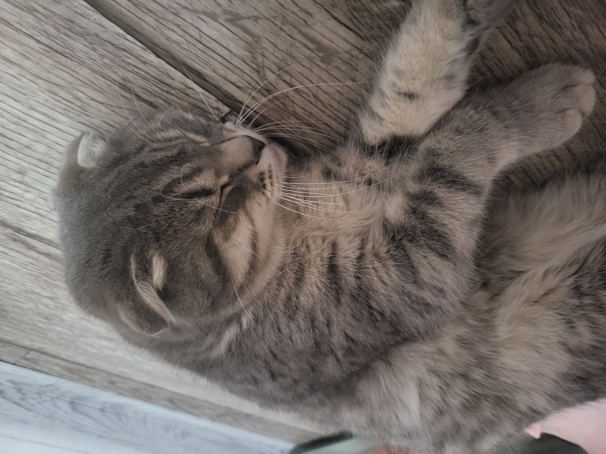 A gray tabby cat with folded ears is lying asleep on a light brown wood-grain surface. The cat's paws are crossed and close to its head. The cat's eyes are closed and its whiskers are visible. The image does not include any details related to the city of Зипуново, Russia.