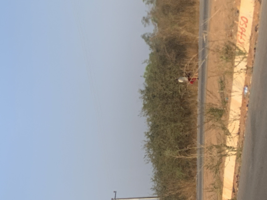 A horizontal landscape shows a person standing near a road adjacent to trees. The sky is a pale blue. Along the road's edge, markings or graffiti are visible on a light-colored wall. The trees are dense and provide a natural barrier along the road. Power lines extend across the top left portion of the sky.