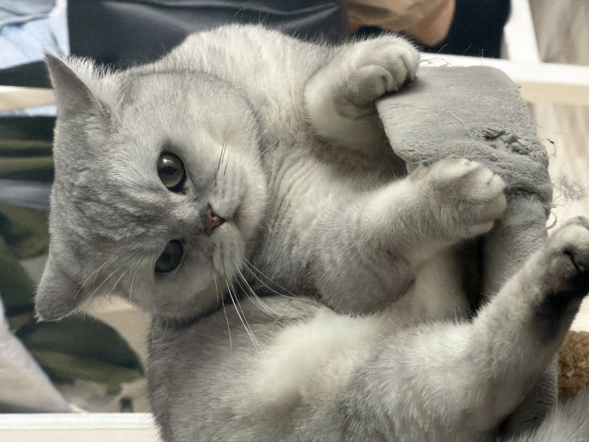 A gray tabby cat is lying on its back, holding a gray, frayed object. The cat's face is tilted towards the camera with its paws clutching the object. The background is blurry, revealing hints of a white structure and dark-colored clothing. The location of the scene in the city of Izhevsk, Russia cannot be determined from this image.