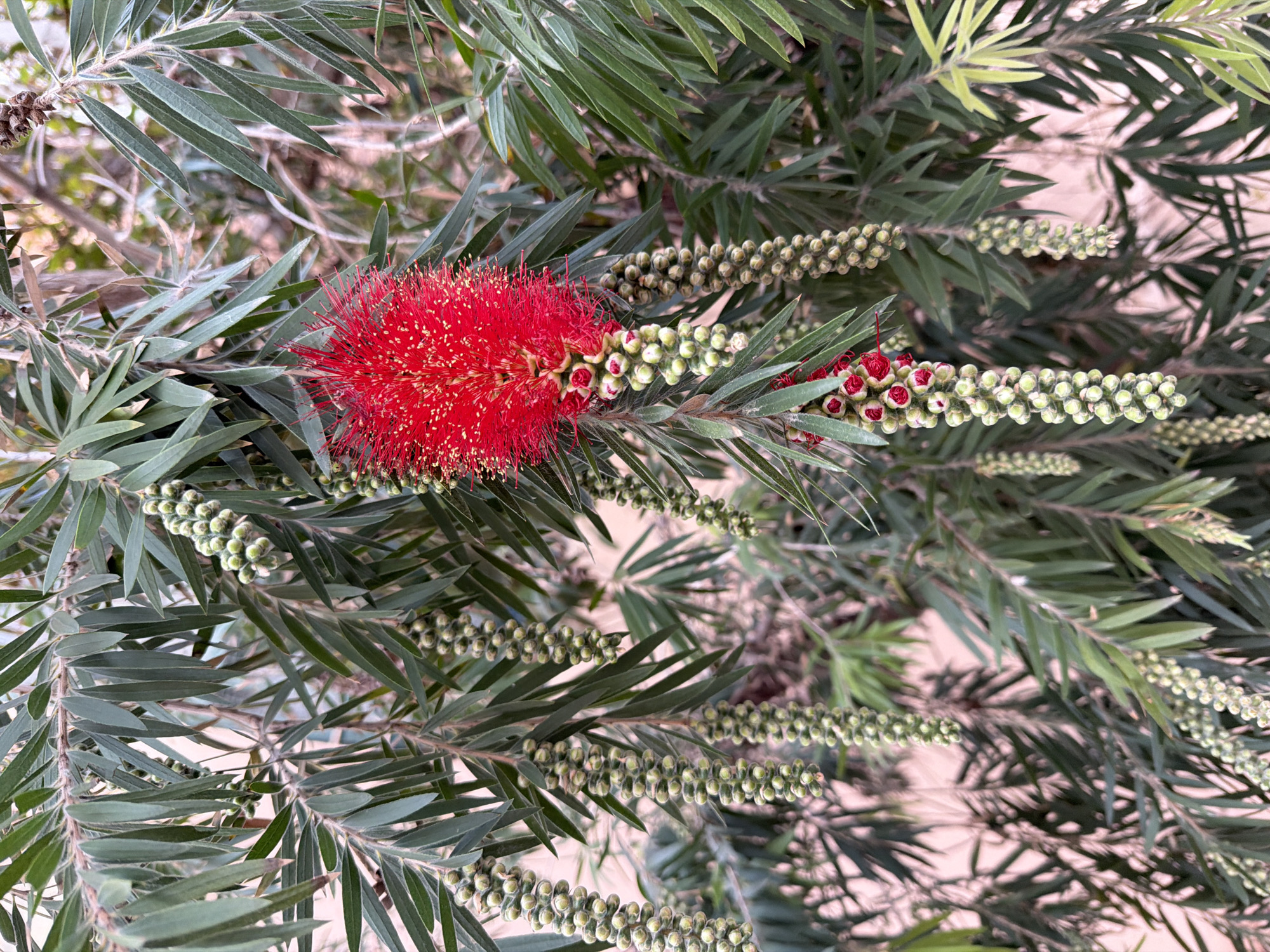 A vertical, close-up photograph depicts a Bottle Brush (Callistemon) plant, located in the city of Unknown, Unknown. The central subject is a single, prominent, bright red, brush-like flower, characterized by numerous fine stamens with yellow tips, positioned towards the upper-middle of the frame. Numerous elongated, dark green, lanceolate leaves are densely arranged on branches throughout the image. Several developing flower structures are visible as pendulous, cylindrical clusters of small, light green, spherical buds, some showing early red coloration at their tips. These bud clusters hang vertically. The background is out of focus, consisting of blurred green foliage and indistinct light pinkish-beige tones, possibly indicating a distant wall or structure. No people, animals, or artificial objects other than the plant material are present.