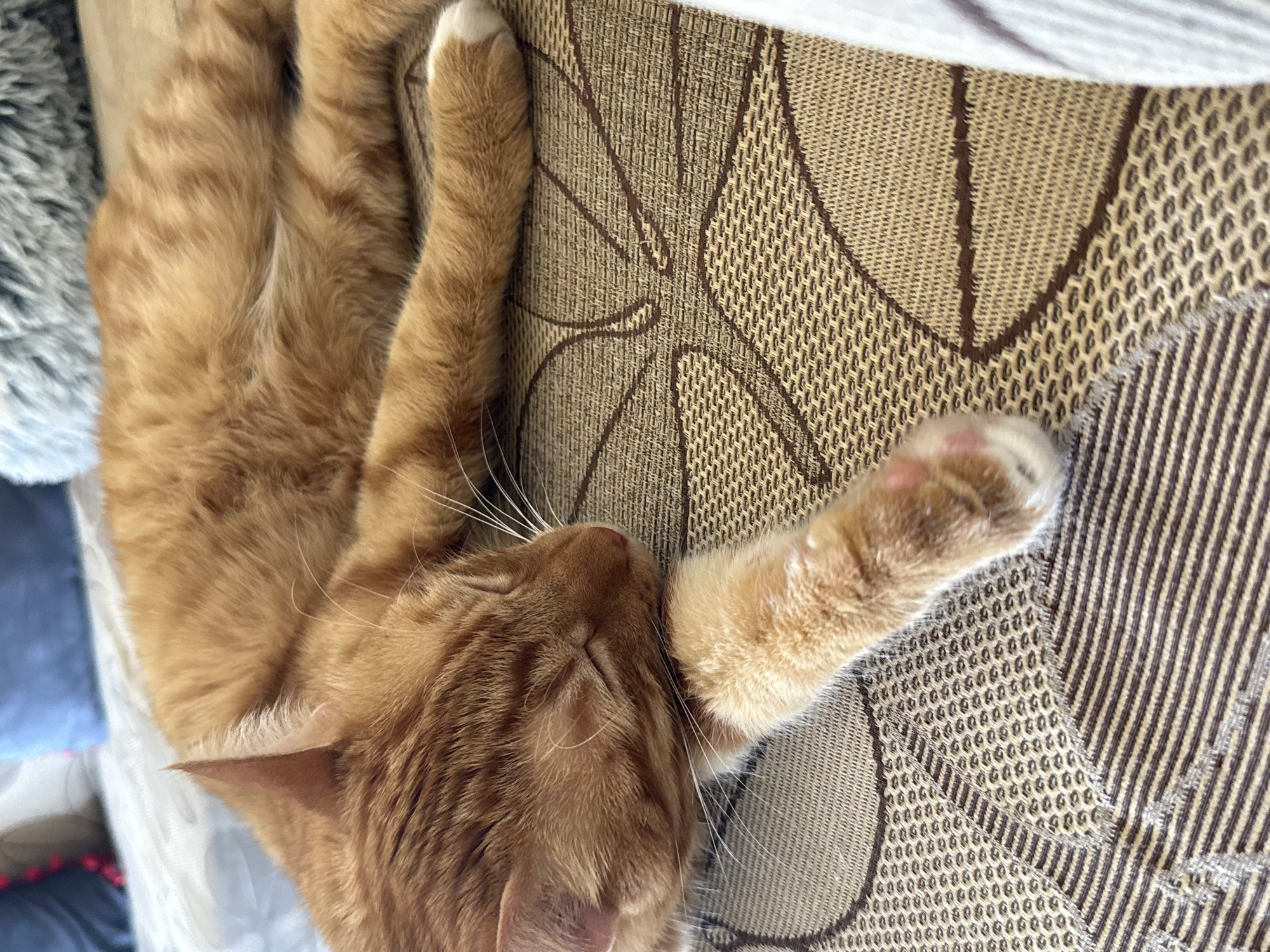 An orange tabby cat is captured in a close-up, horizontal shot, sound asleep on what appears to be a patterned sofa or armchair. The cat's body is curled, with its head resting near its extended front paw, and its eyes are gently closed, indicating deep slumber. Its fur is a warm ginger color, with some lighter patches visible, and its whiskers are long and white. One of its paws, visible in the foreground, has delicate pink paw pads.
The cat is lying on an upholstery fabric with a beige and brown color scheme, featuring an intricate geometric pattern that includes interwoven lines and circular motifs. To the left of the cat, a soft, fluffy grey texture suggests a blanket or cushion. Another lighter-colored fabric, possibly a sheet or cover, is visible along the top edge of the frame. The lighting is soft and natural, suggesting it is daytime. The overall scene conveys a sense of peace and comfort. There is no visible text in the image. The setting is Vratsa, Bulgaria.