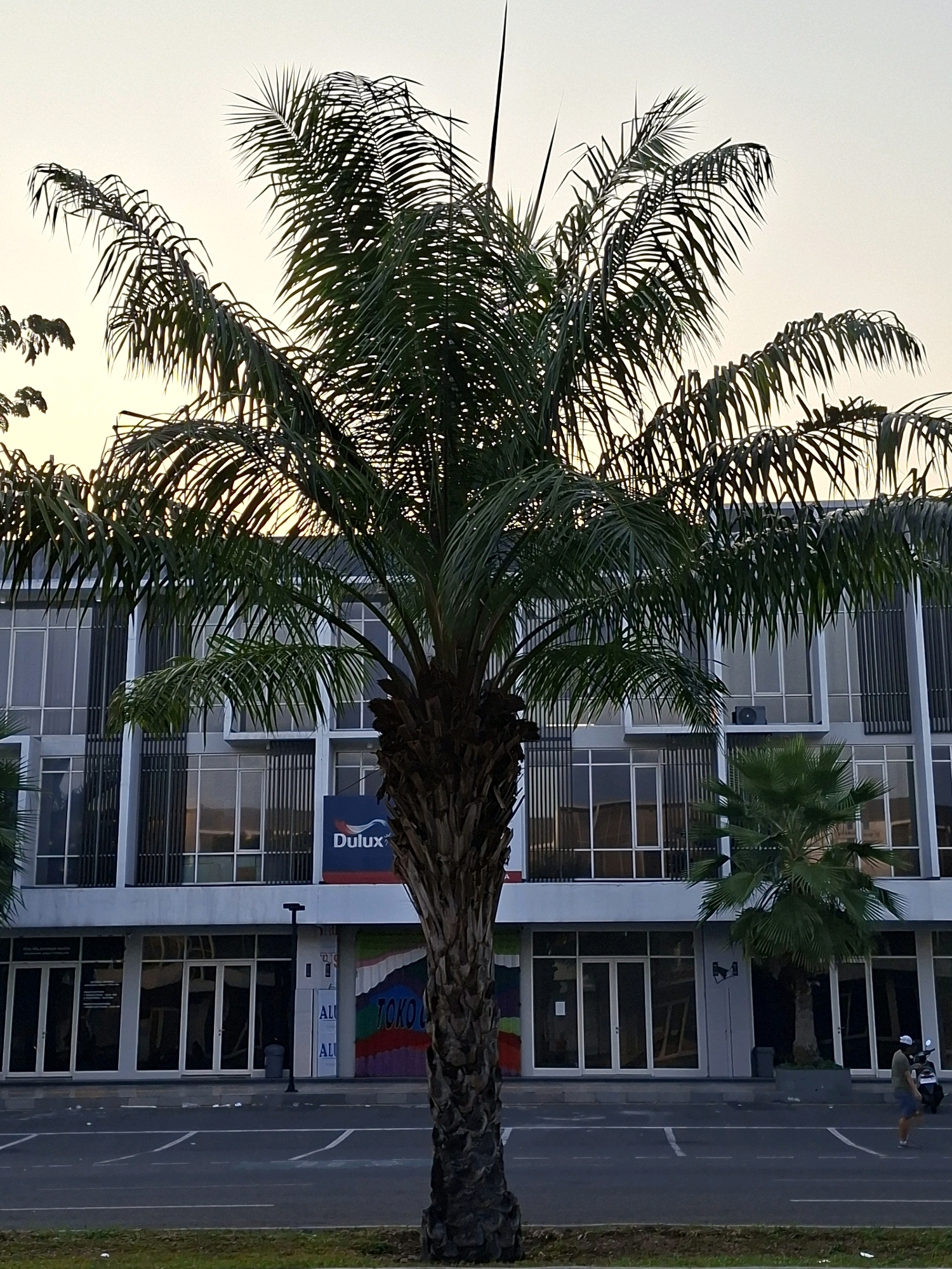 In Surabaya, Indonesia, an image captures a street-level view of a modern, multi-story building with large glass windows and vertical gray louvers. A prominent palm tree with a thick, textured trunk and feathery fronds stands in the foreground, partially obscuring the building. A blue sign with the word "Dulux" and its logo is visible on the building's facade. Below the building's upper floors, there are ground-level storefronts with glass doors. A small, young palm tree is planted in a planter in front of one of the storefronts. The ground in front of the building is an asphalt surface with white parking lines, suggesting a parking lot or street. A lone individual in a hat and shorts walks across the paved area, and a parked motorcycle is visible to the right. The sky is a pale, hazy yellow, indicating either early morning or late afternoon light. Scattered litter is present on the ground.