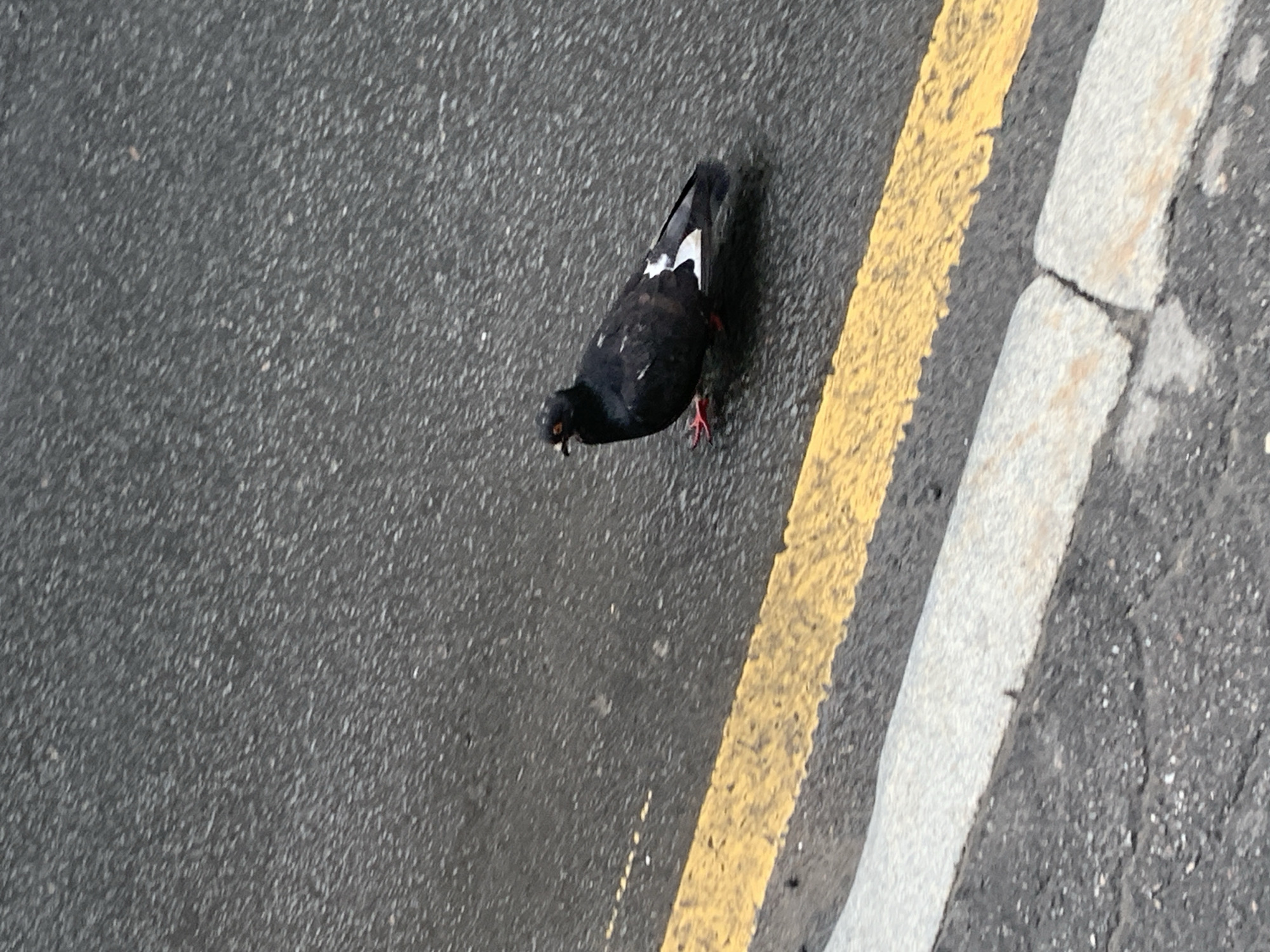 A pigeon stands on a wet asphalt road next to a yellow painted line. The pigeon is predominantly dark gray with white markings on its wings and tail. It has red feet and a small reddish patch around its eye. The road surface is textured, showing individual pebbles within the asphalt. A grey concrete curb is visible in the foreground, with a yellow line painted along the edge of the road. The scene appears to be a street in Saint Petersburg, Russia, likely during or after rain.