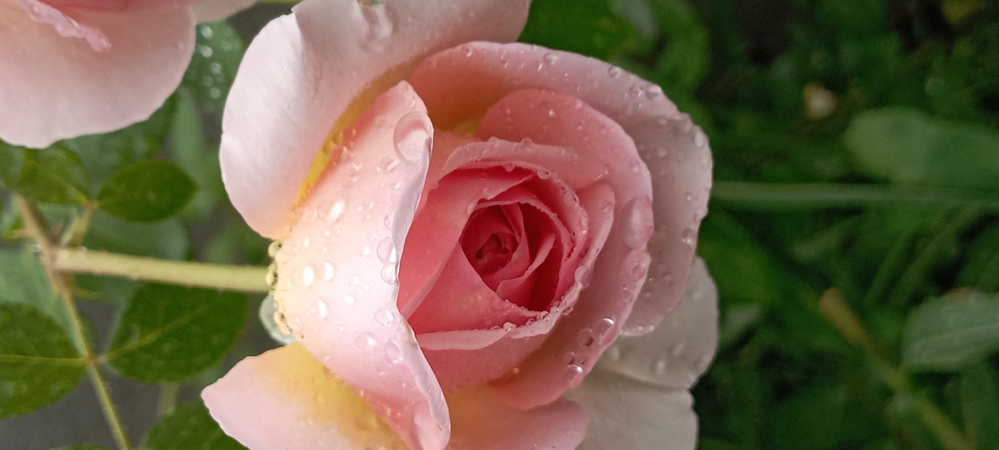 A close-up, low-angle shot captures a light pink rose bloom with water droplets scattered across its petals. The rose is the primary subject, positioned centrally in the frame. Its petals are unfurling, revealing a darker pink interior. The background consists of blurred green foliage and a thin stem supporting the rose. The image appears to have been taken outdoors, likely in a garden or natural setting. There is no indication of the location being in Radisne, Ukraine or any other specific city.
